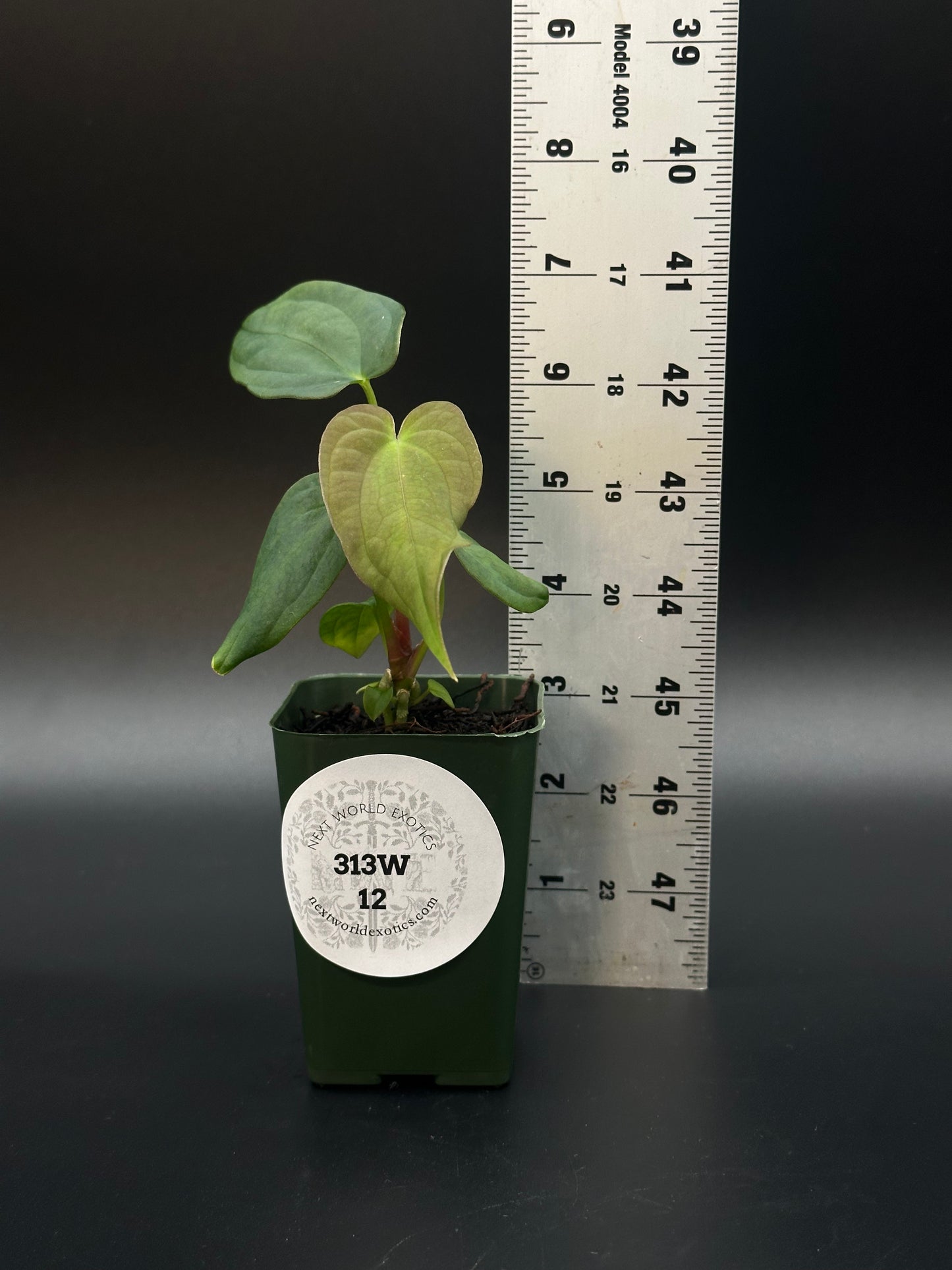 Anthurium Black Velvet x Black Velvet in a 2.25-inch pot, displayed next to a ruler for scale, from Next World Exotics.