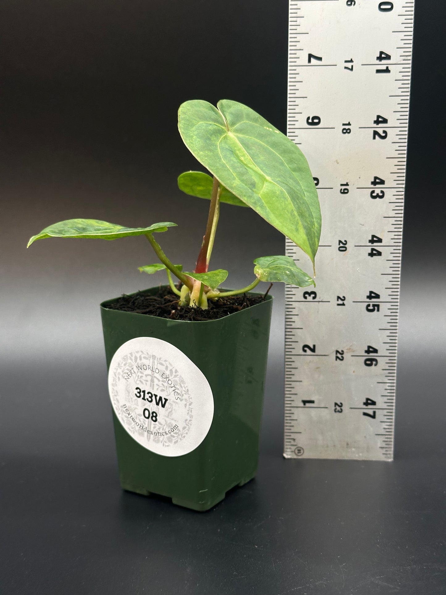 Anthurium Variegated Crystallinum 'X' x Papillilaminum 'Thai' in a 2.25-inch pot, shown with a ruler for size reference, highlighting its leaf detail.