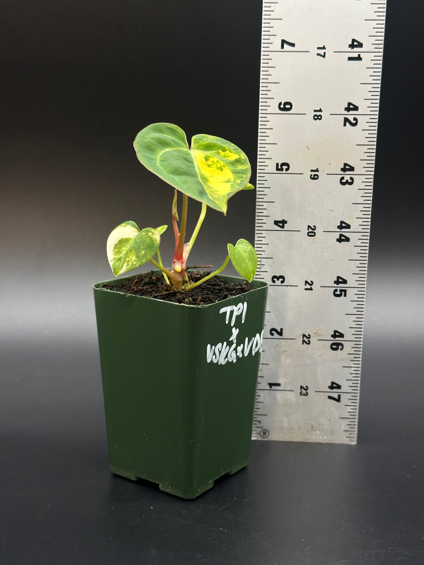 Anthurium Papillilaminum 'Thai' x (Variegated SKG x Variegated DocBlock) in a 2.25-inch pot beside a ruler, showcasing plant growth.