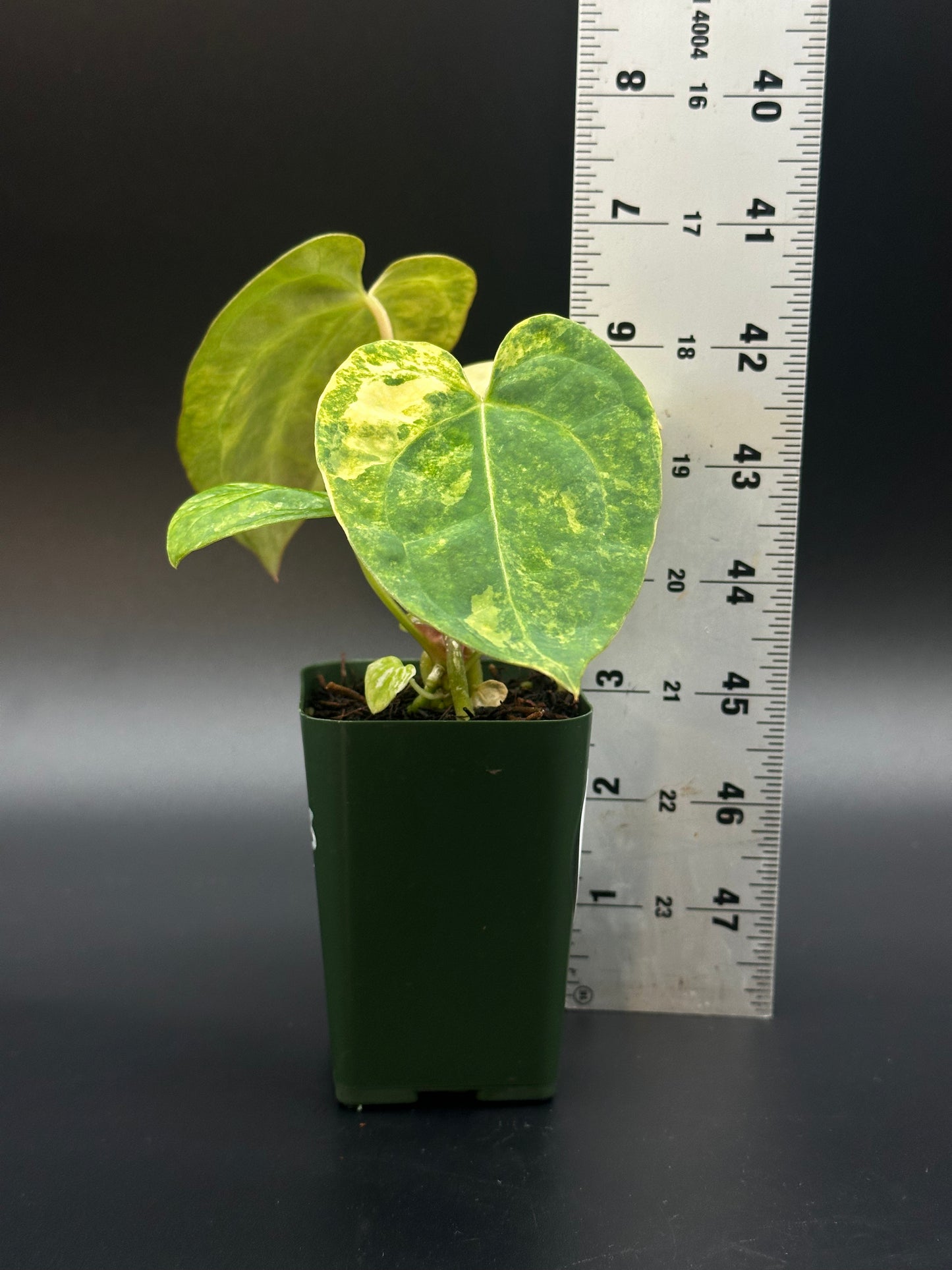Anthurium Papillilaminum 'Thai' x (Variegated SKG x DocBlock) plant in a 2.25-inch pot, positioned beside a ruler for scale.