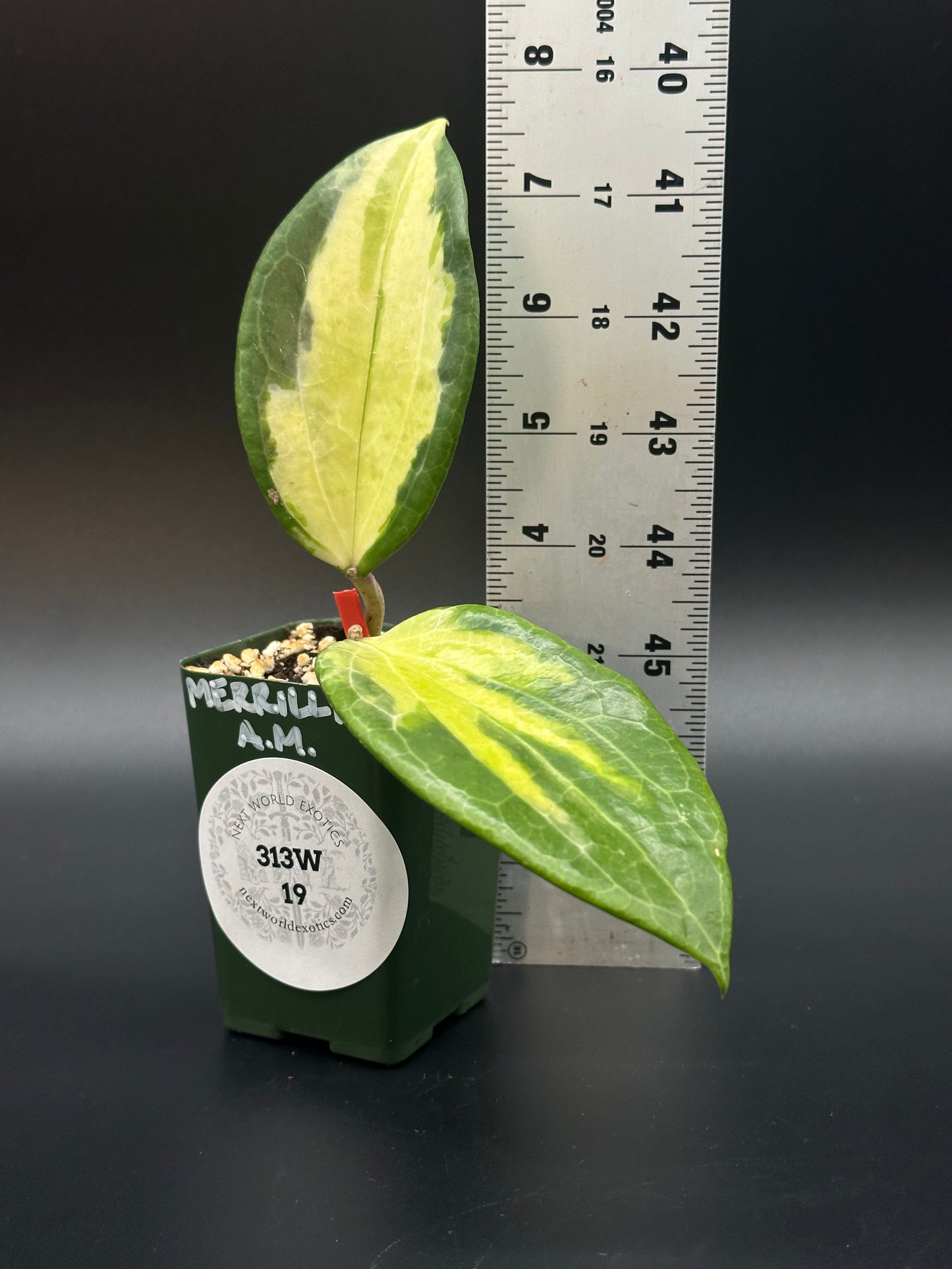 Hoya Merrilli variegated plant in 2.25-inch pot, with a ruler indicating size. Displayed for Next World Exotics, specializing in tropical houseplants.