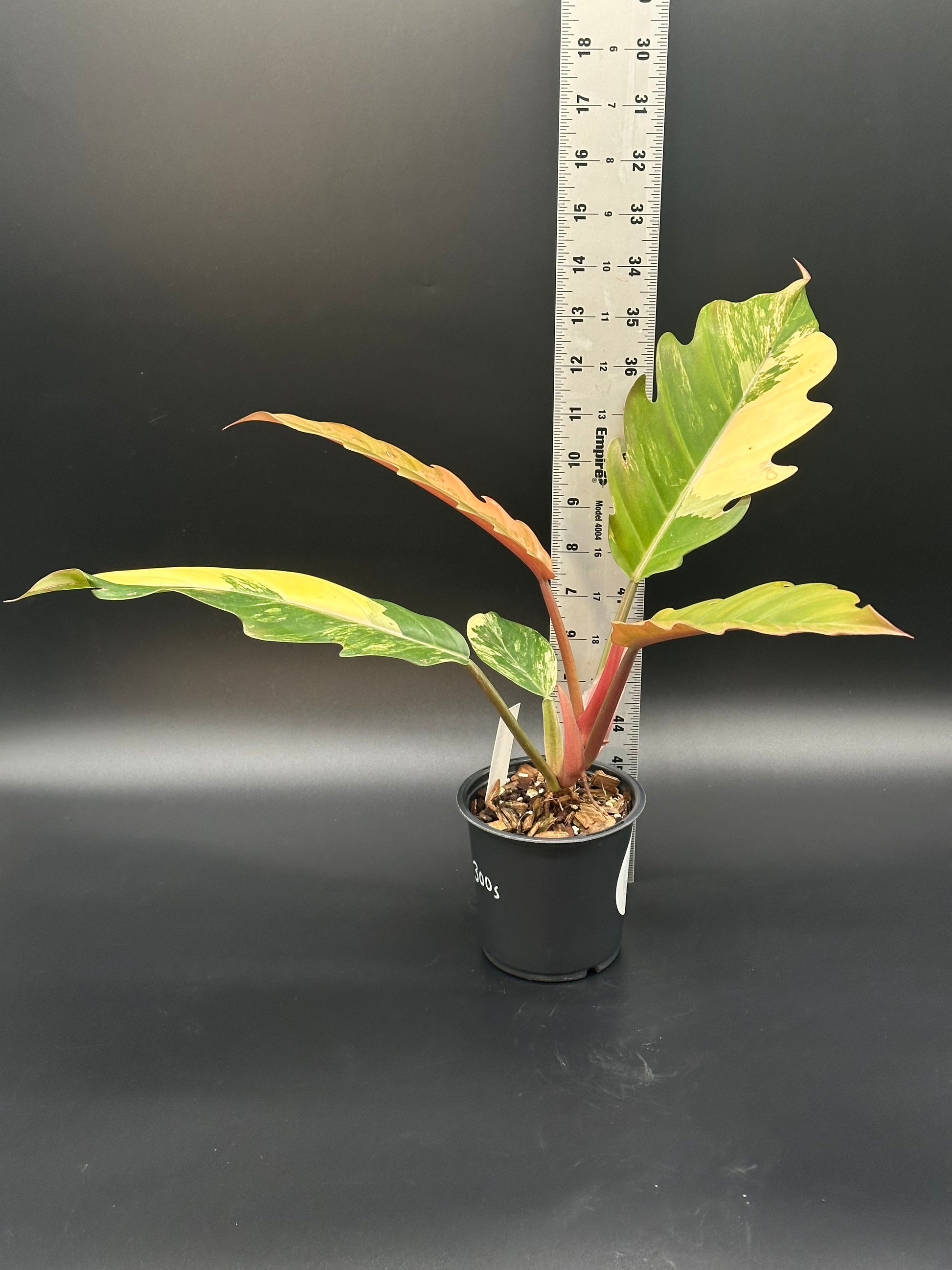 Philodendron 'Caramel Marble' in a 2.5-inch pot, showcasing large, slender leaves with serrated edges and intricate variegation, accompanied by a white ruler for scale.