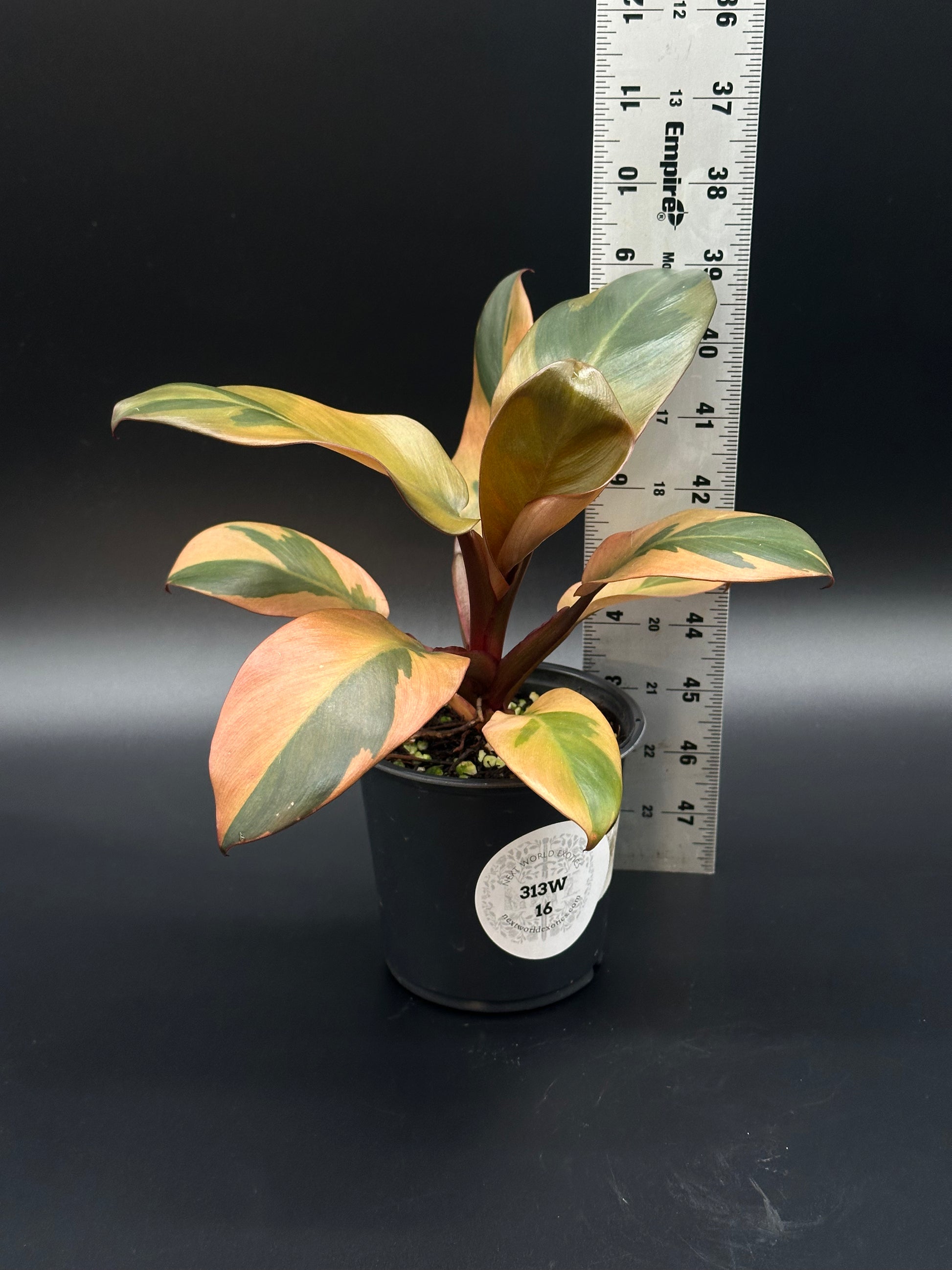 Philodendron Erubescens 'Black Cardinal' Variegated, showcased in a 4-inch pot, highlighting its unique foliage, ideal for collectors and houseplant enthusiasts.