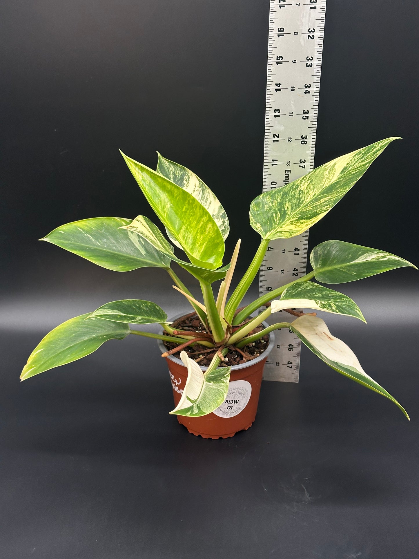 Philodendron sp. 'Green Congo' in a pot beside a ruler, showcasing its lush leaves, ideal for exotic houseplant enthusiasts and collectors.