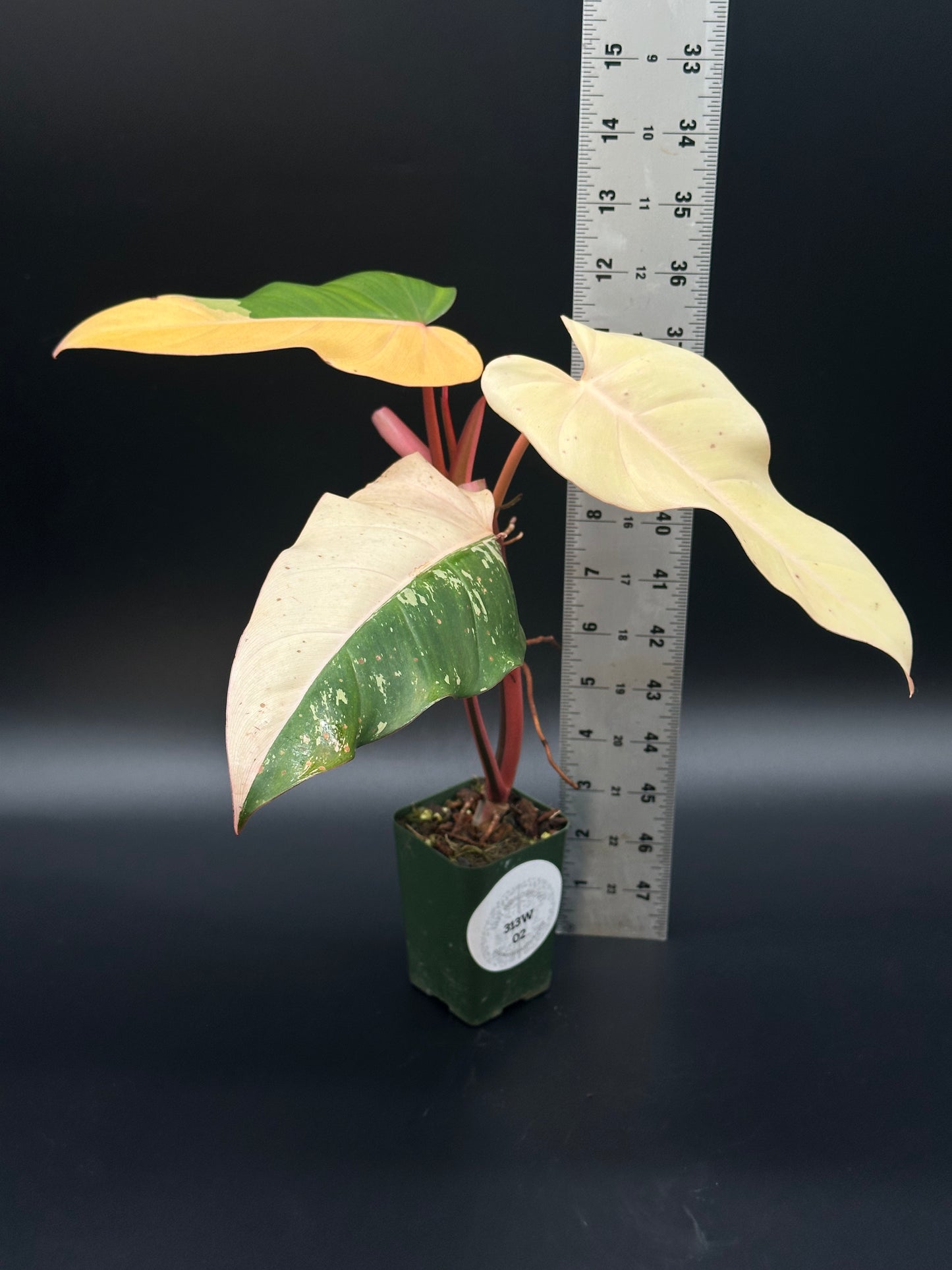 Philodendron 'Dark Lord' Variegated (313W02) in a pot with ruler for scale, highlighting its distinctive leaf patterns, sold by Next World Exotics.