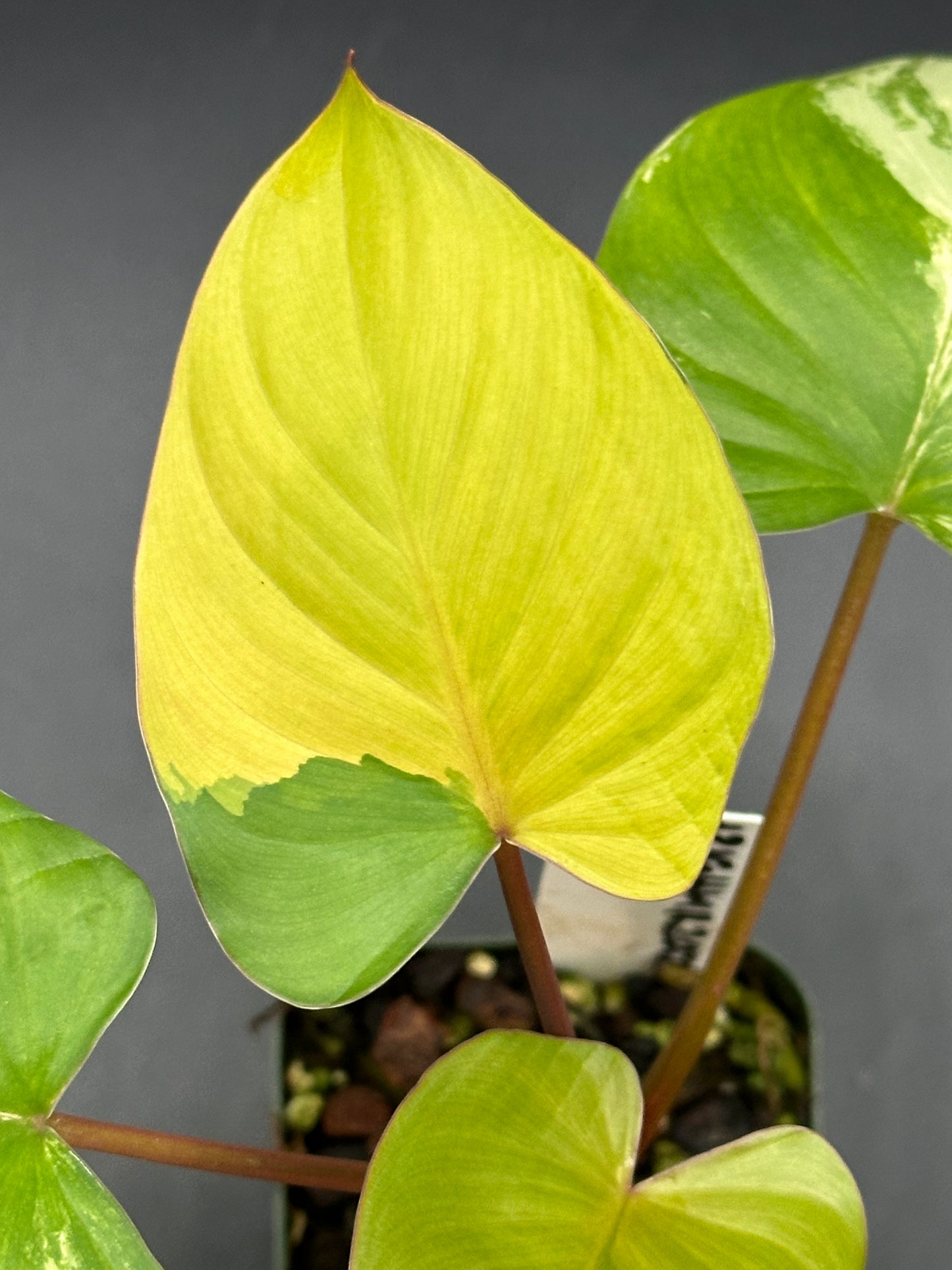 Homalomena Rubescens Pink Variegated (320W01)