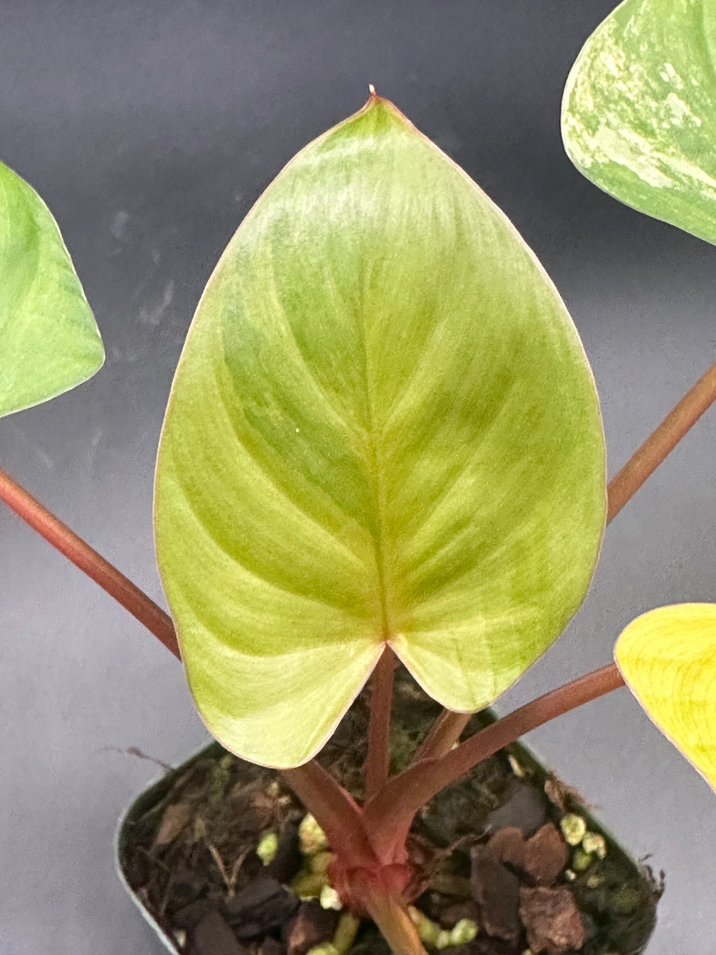 Homalomena Rubescens Pink Variegated (320W01)