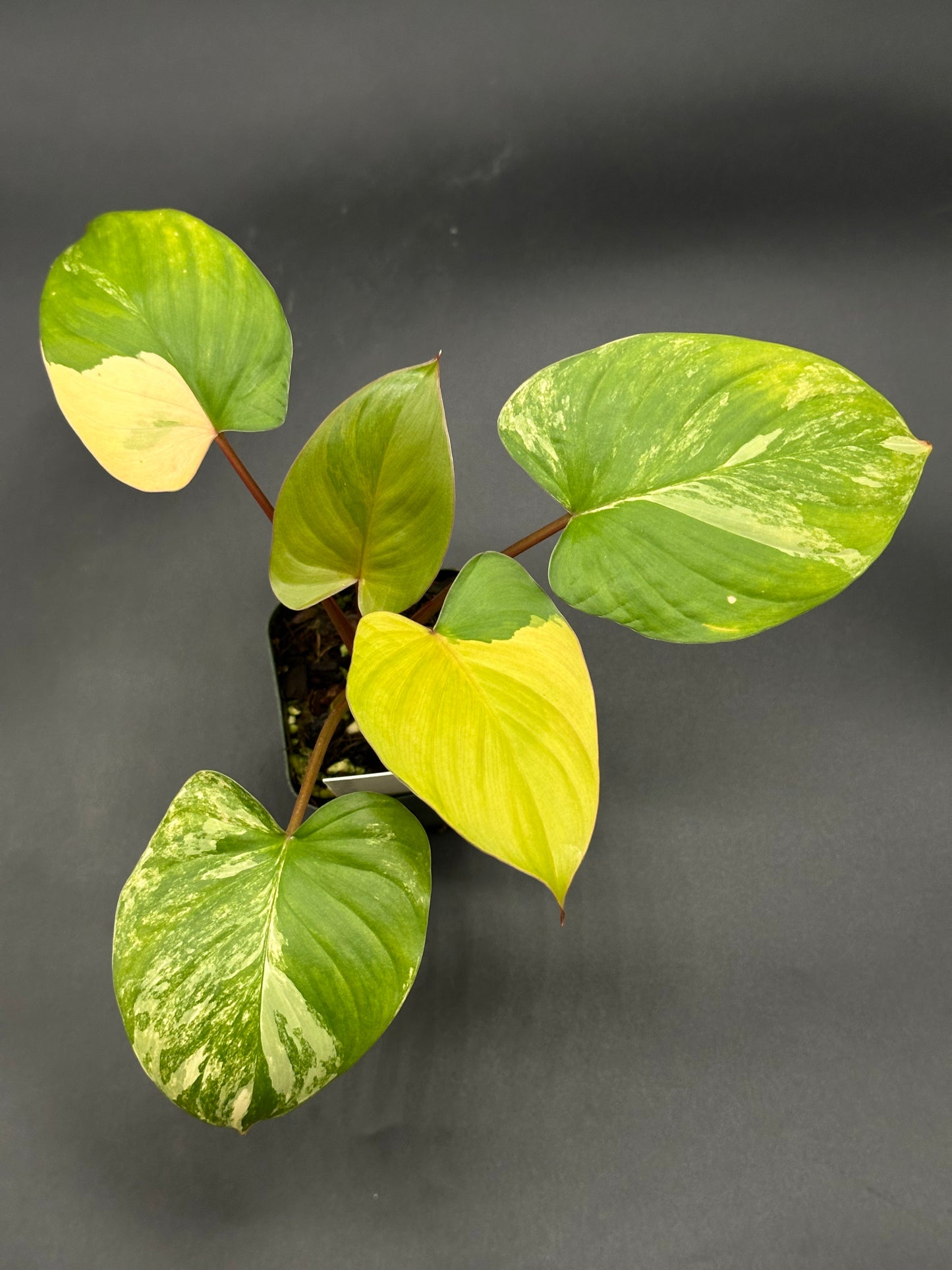 Homalomena Rubescens Pink Variegated (320W01)