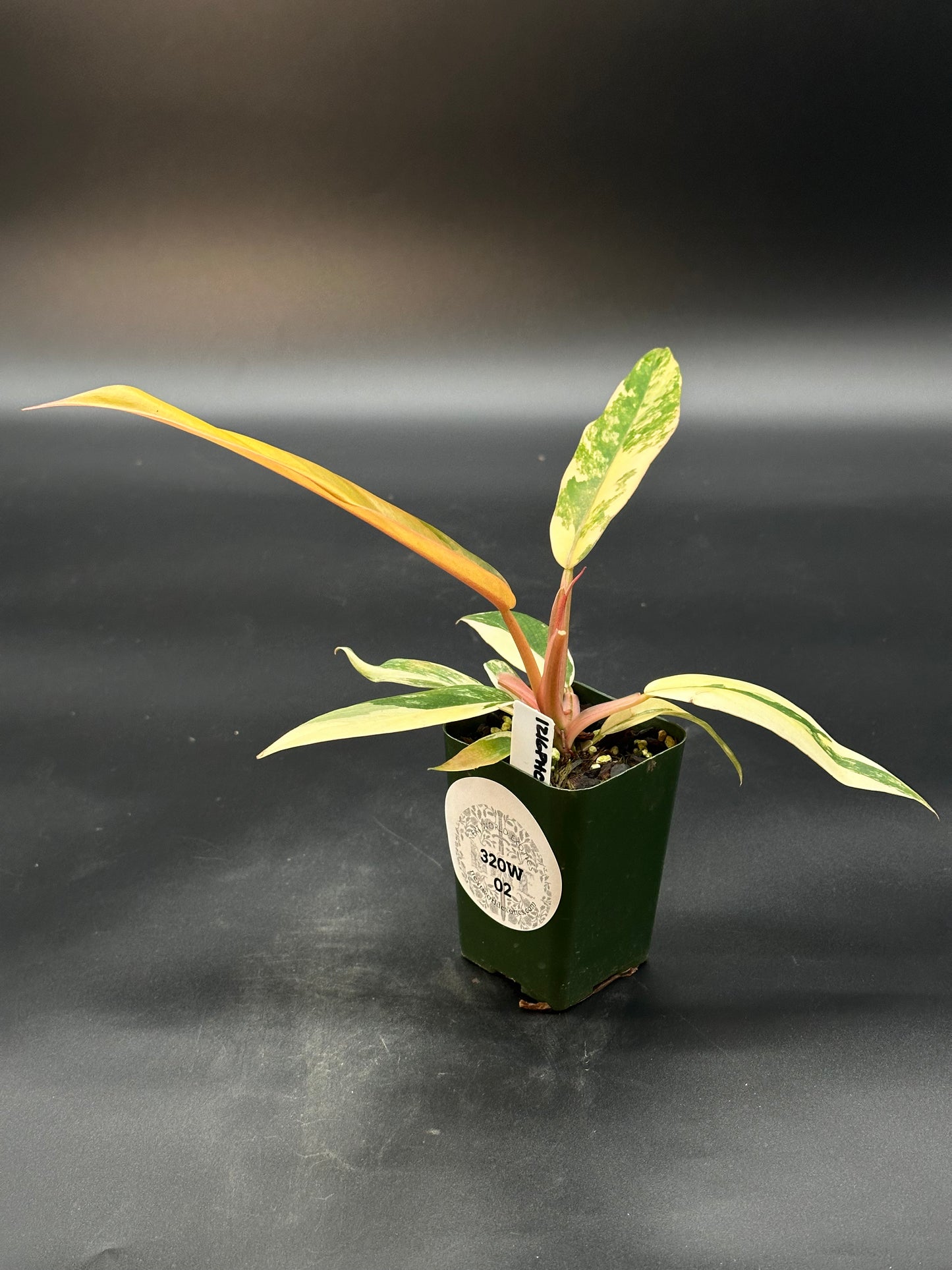 Philodendron 'Caramel Marble' (320W02)