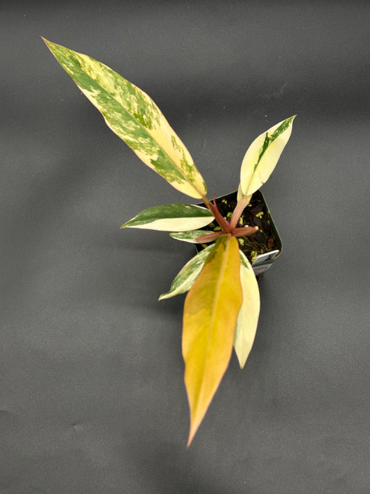 Philodendron 'Caramel Marble' (320W02)