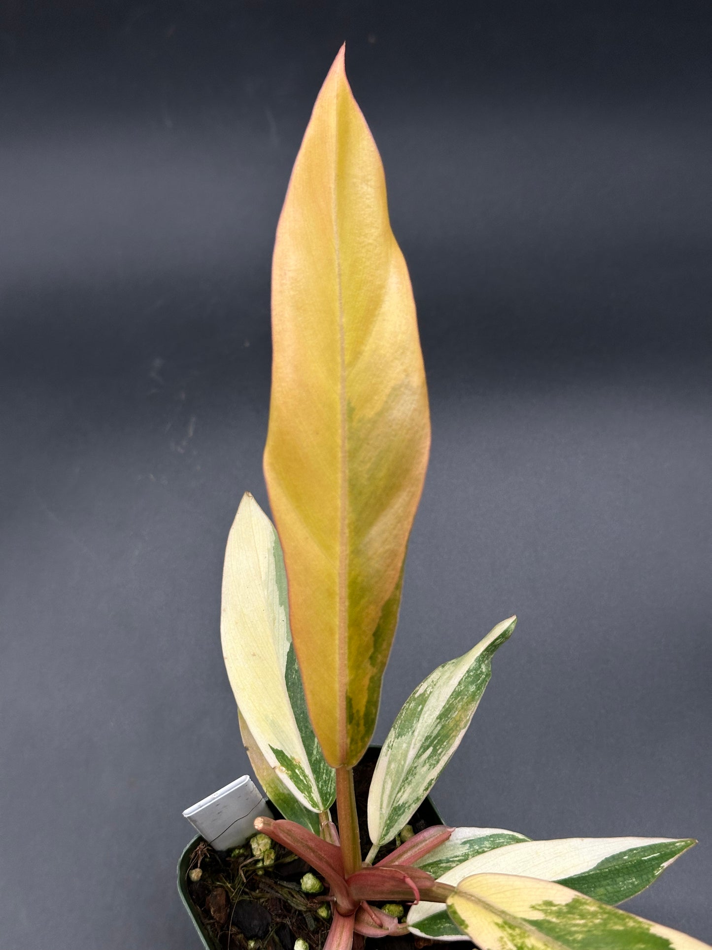 Philodendron 'Caramel Marble' (320W02)
