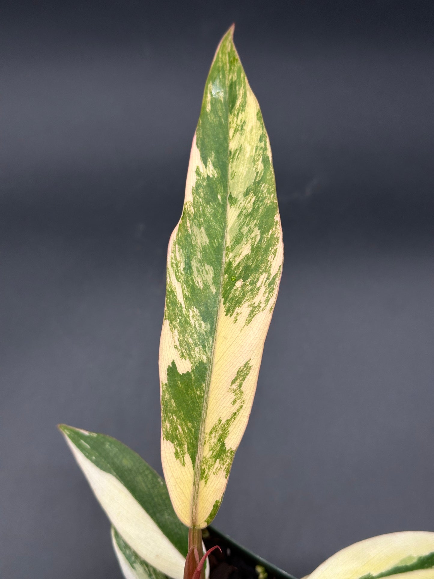 Philodendron 'Caramel Marble' (320W02)