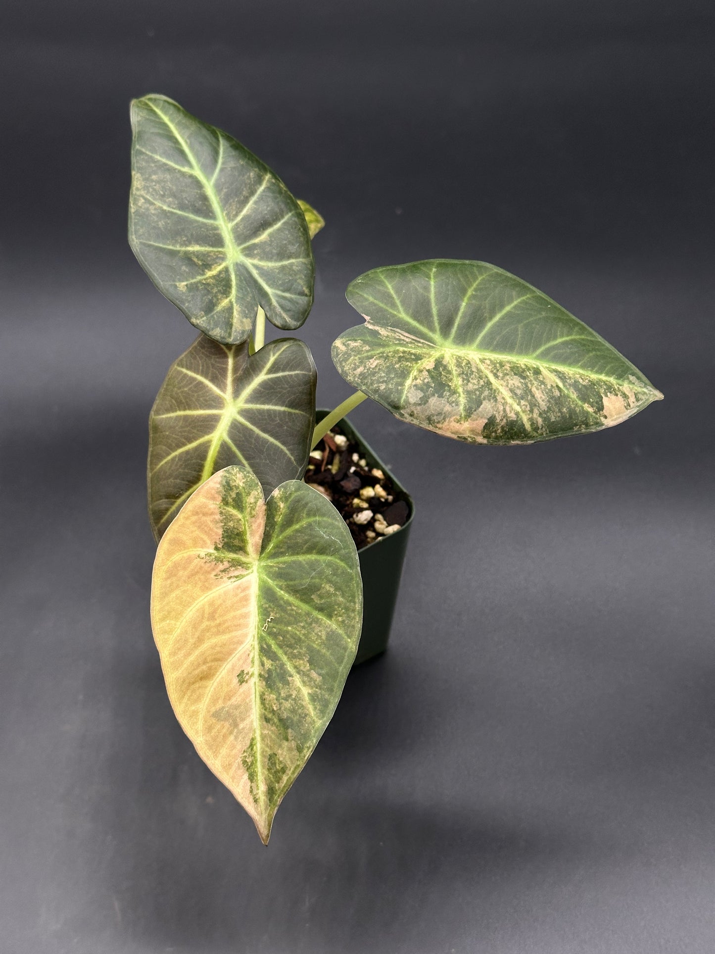 Alocasia sp. 'Regale Shields Copper' (320W03)