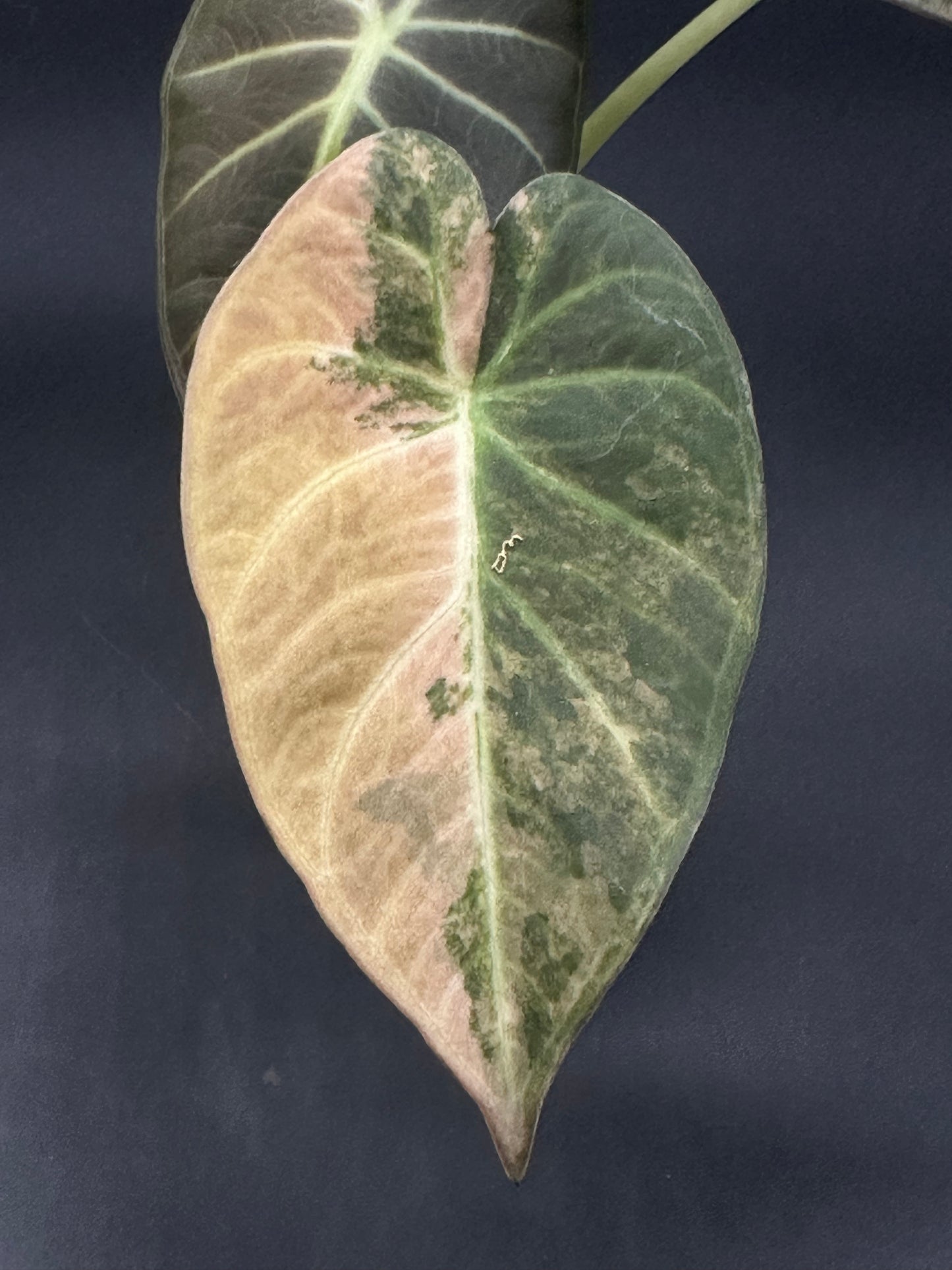 Alocasia sp. 'Regale Shields Copper' (320W03)