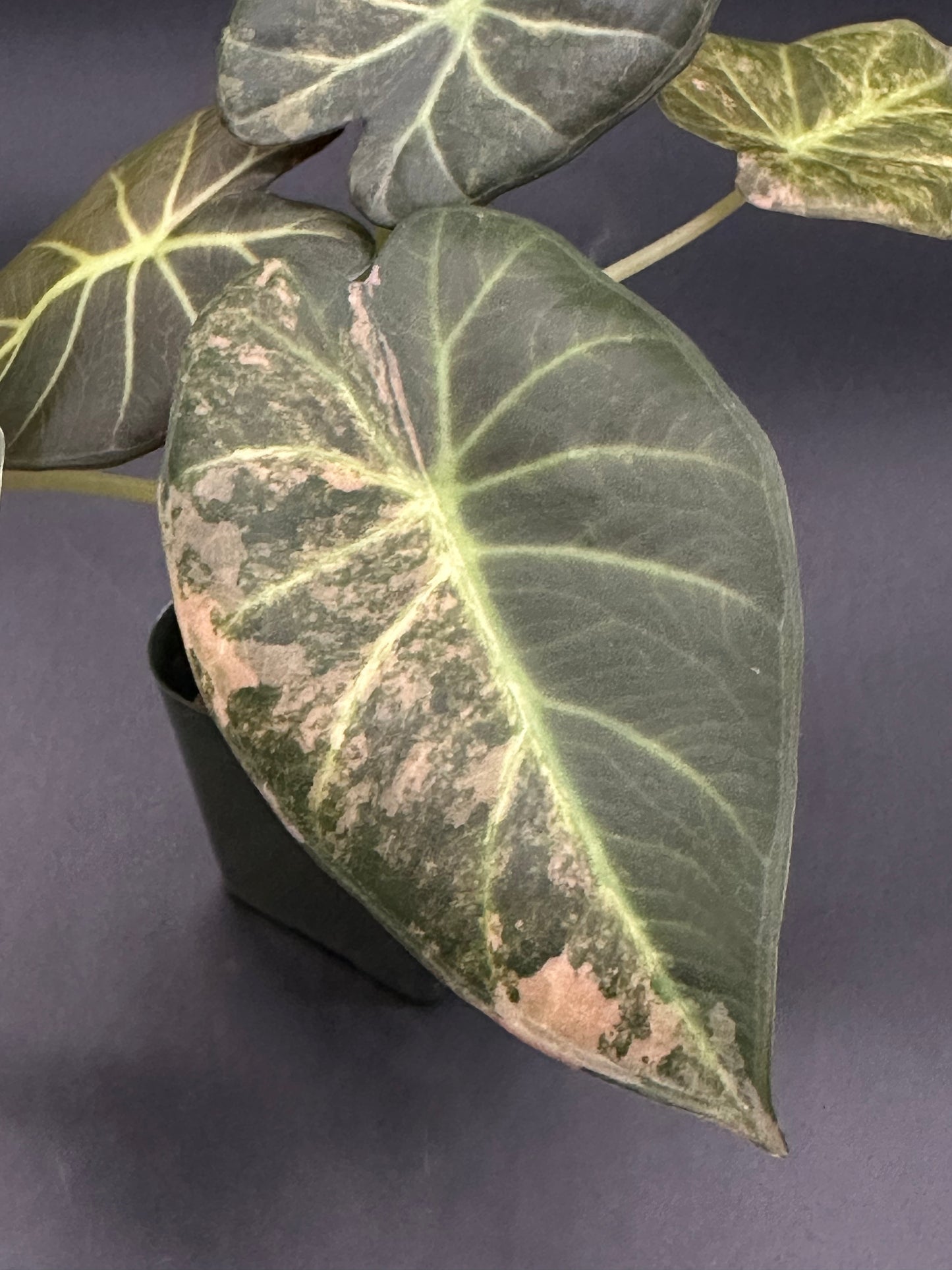 Alocasia sp. 'Regale Shields Copper' (320W03)