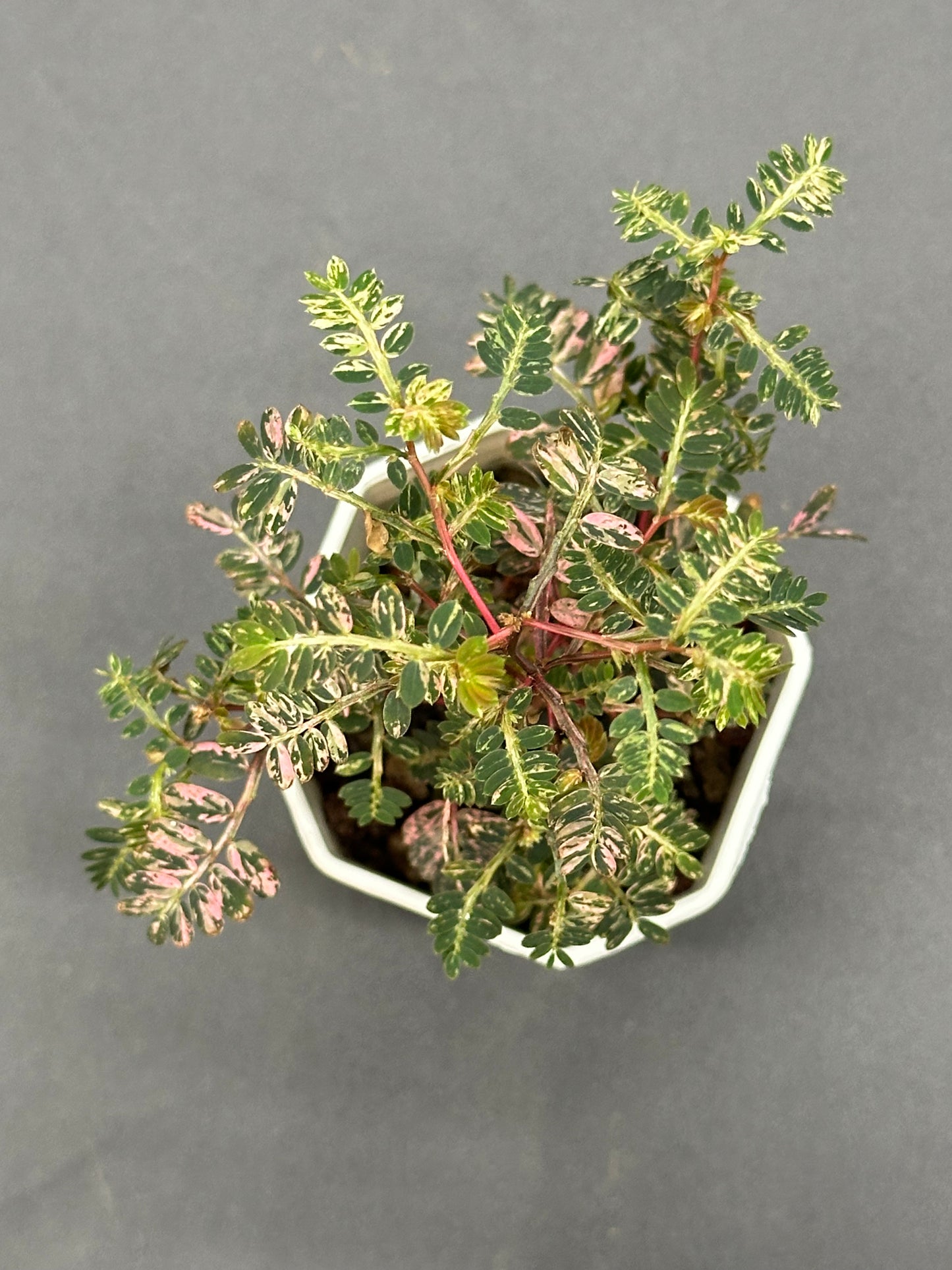 Phyllanthus Urinaria 'Pink Variegated' (320W04)