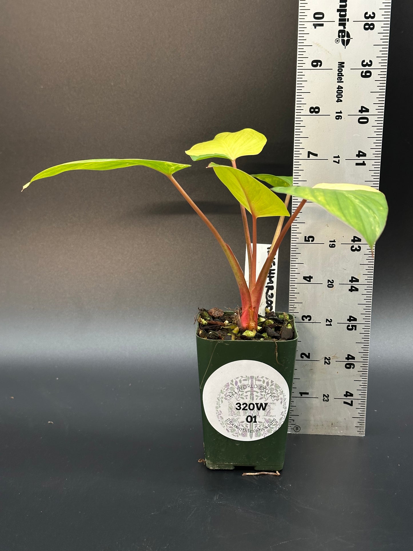 Homalomena Rubescens Pink Variegated (320W01)