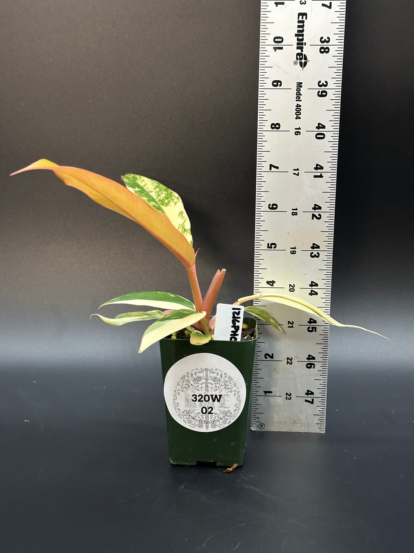 Philodendron 'Caramel Marble' (320W02)
