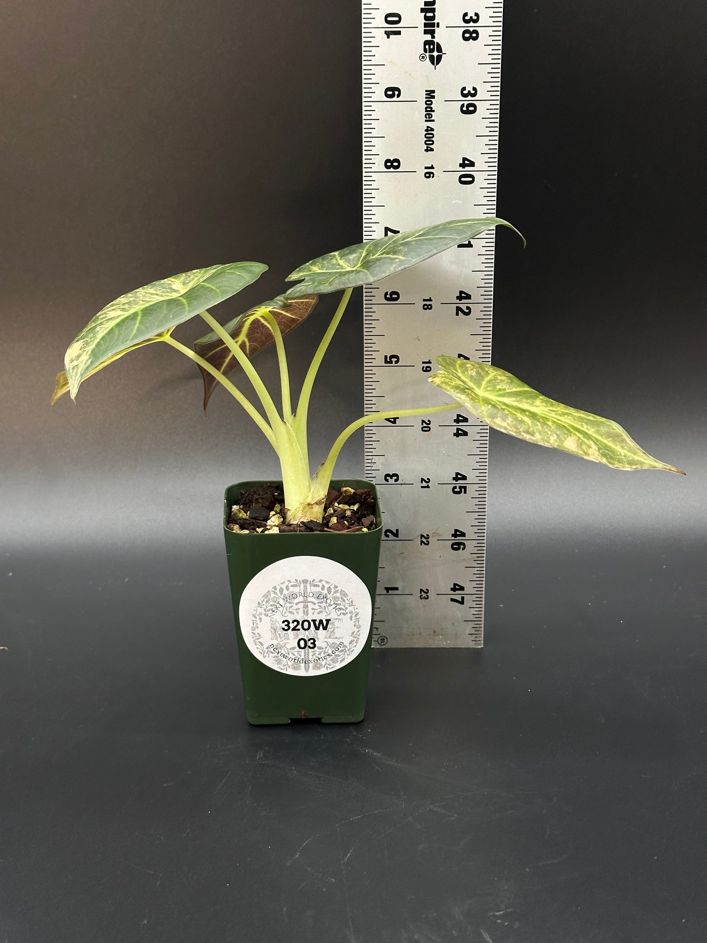 Alocasia sp. 'Regale Shields Copper' (320W03)