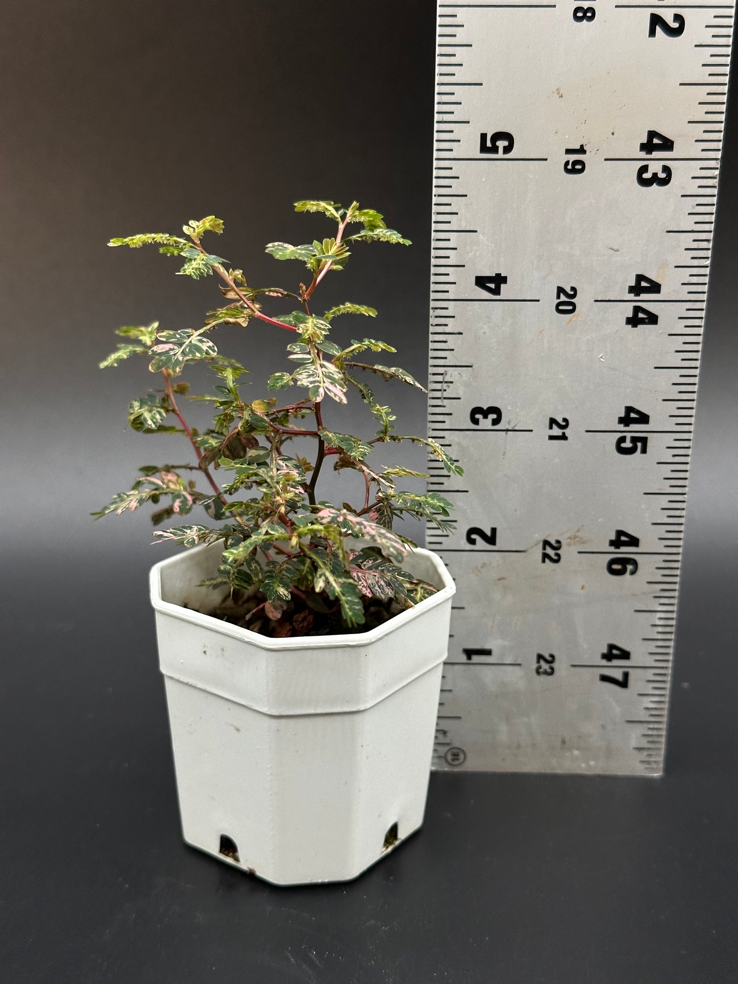 Phyllanthus Urinaria 'Pink Variegated' (320W04)