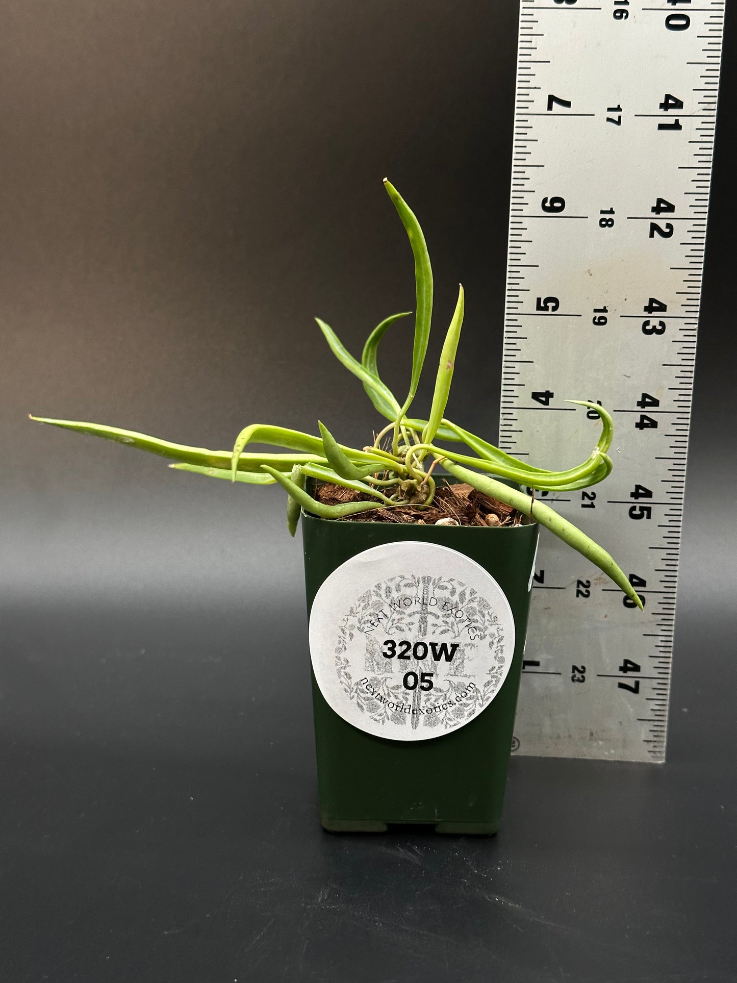 Hoya Acicularis Mutate (320W05)