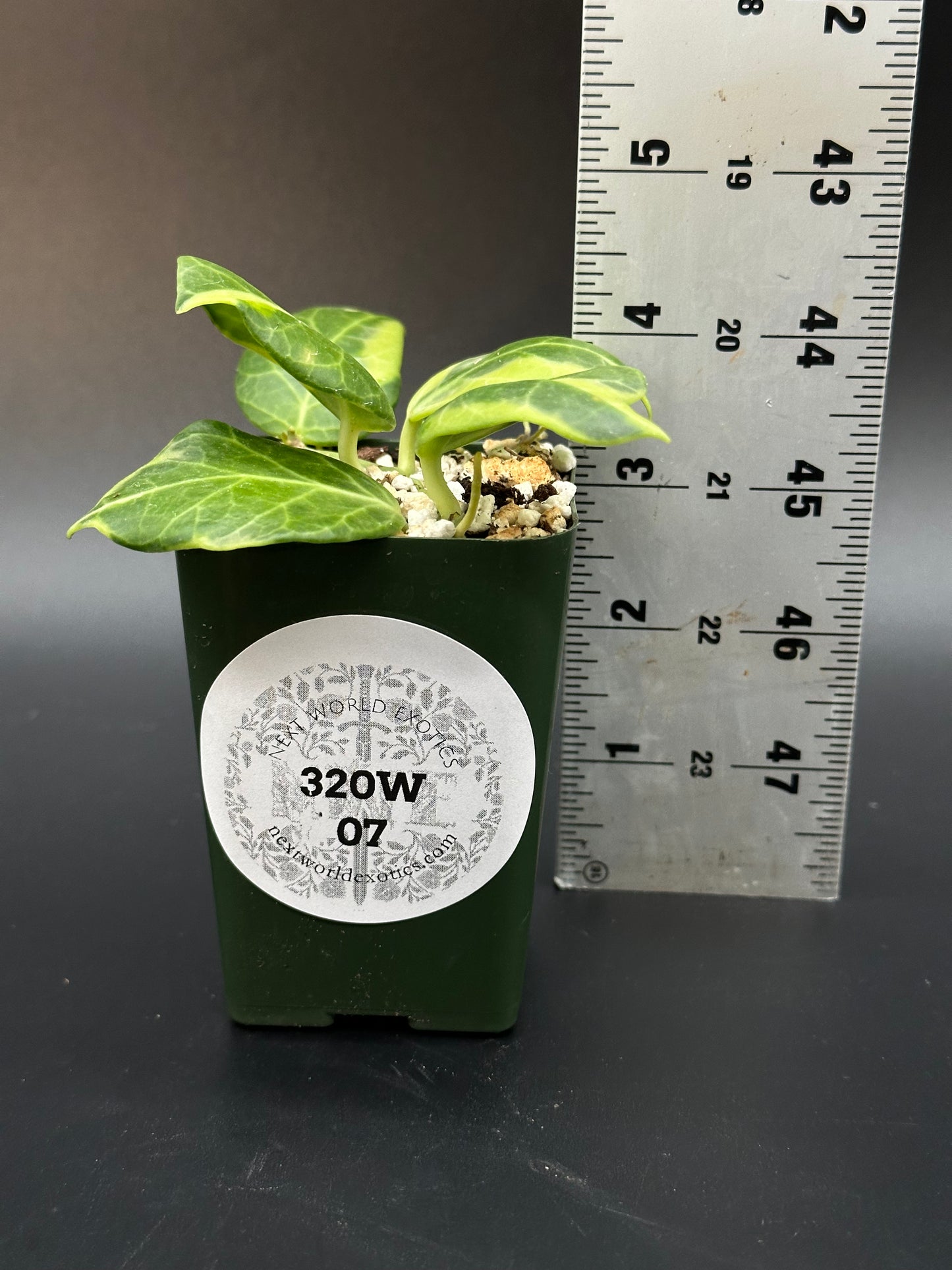 Hoya Obscura Albomarginata (320W07)