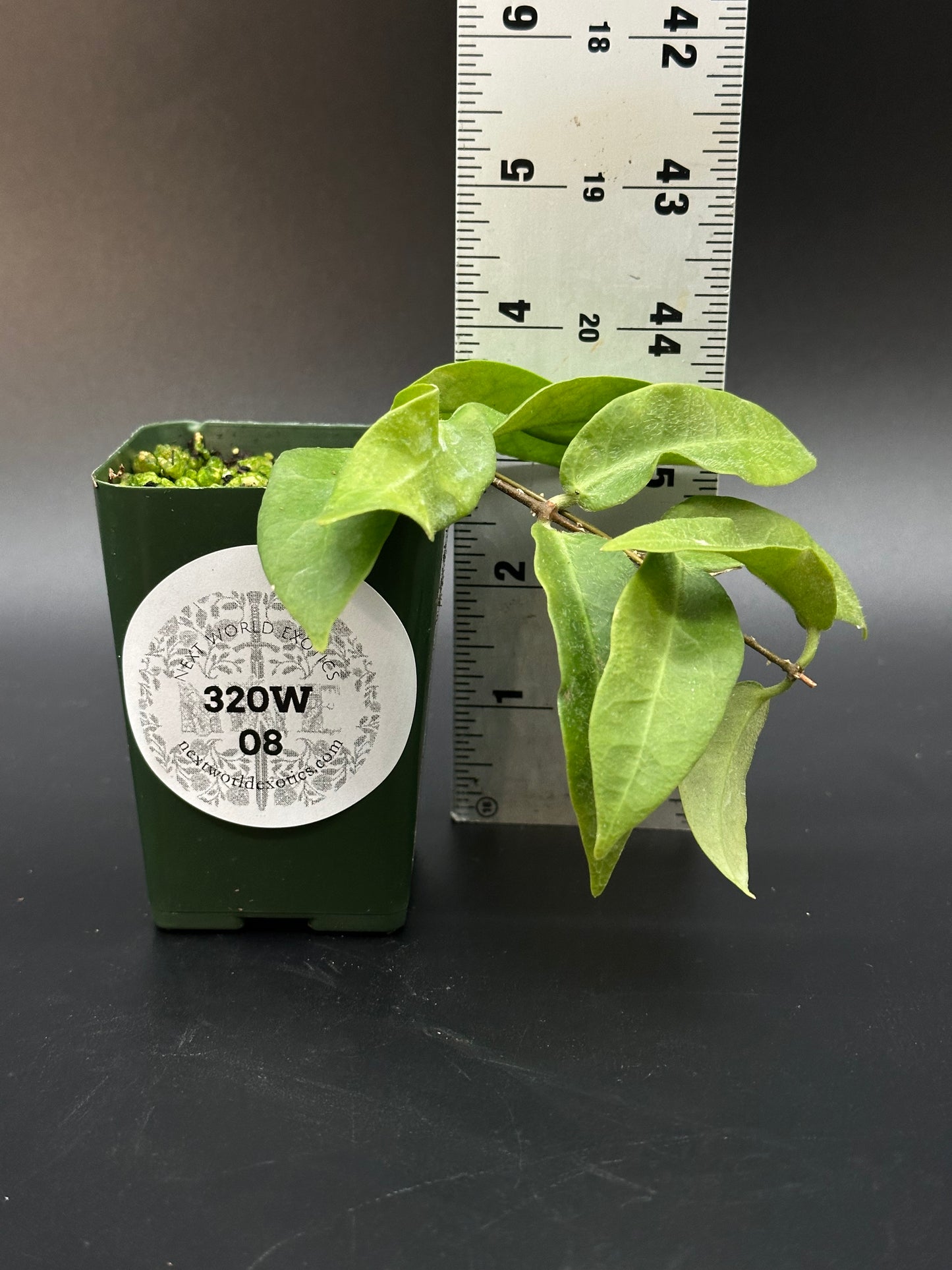 Hoya Patella 'Pink Flower' (320W08)