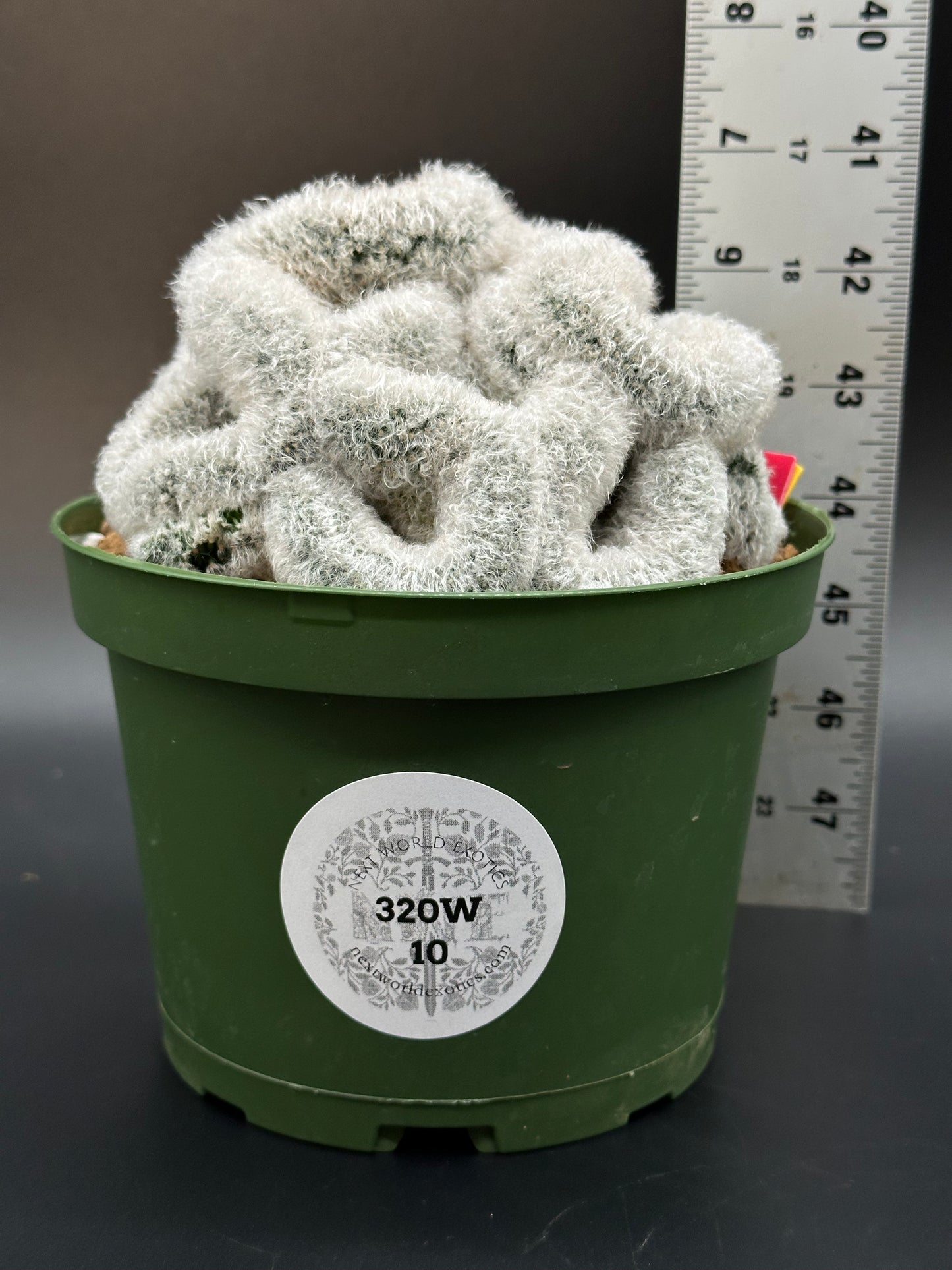 Mammillaria Albicoma Cristata (320W10)