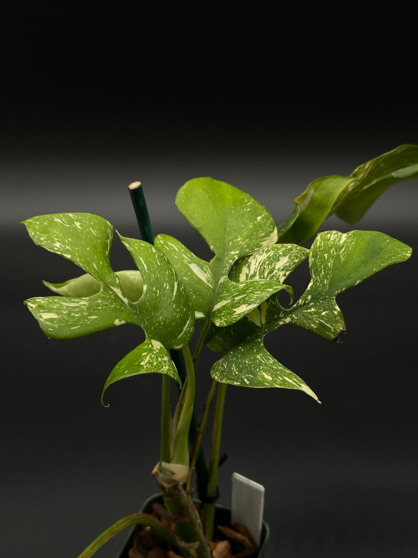 Rhaphidophora Tetrasperma 'Thai Constellation' with white-speckled green leaves in a 2.25-inch pot, featured as an exotic houseplant.