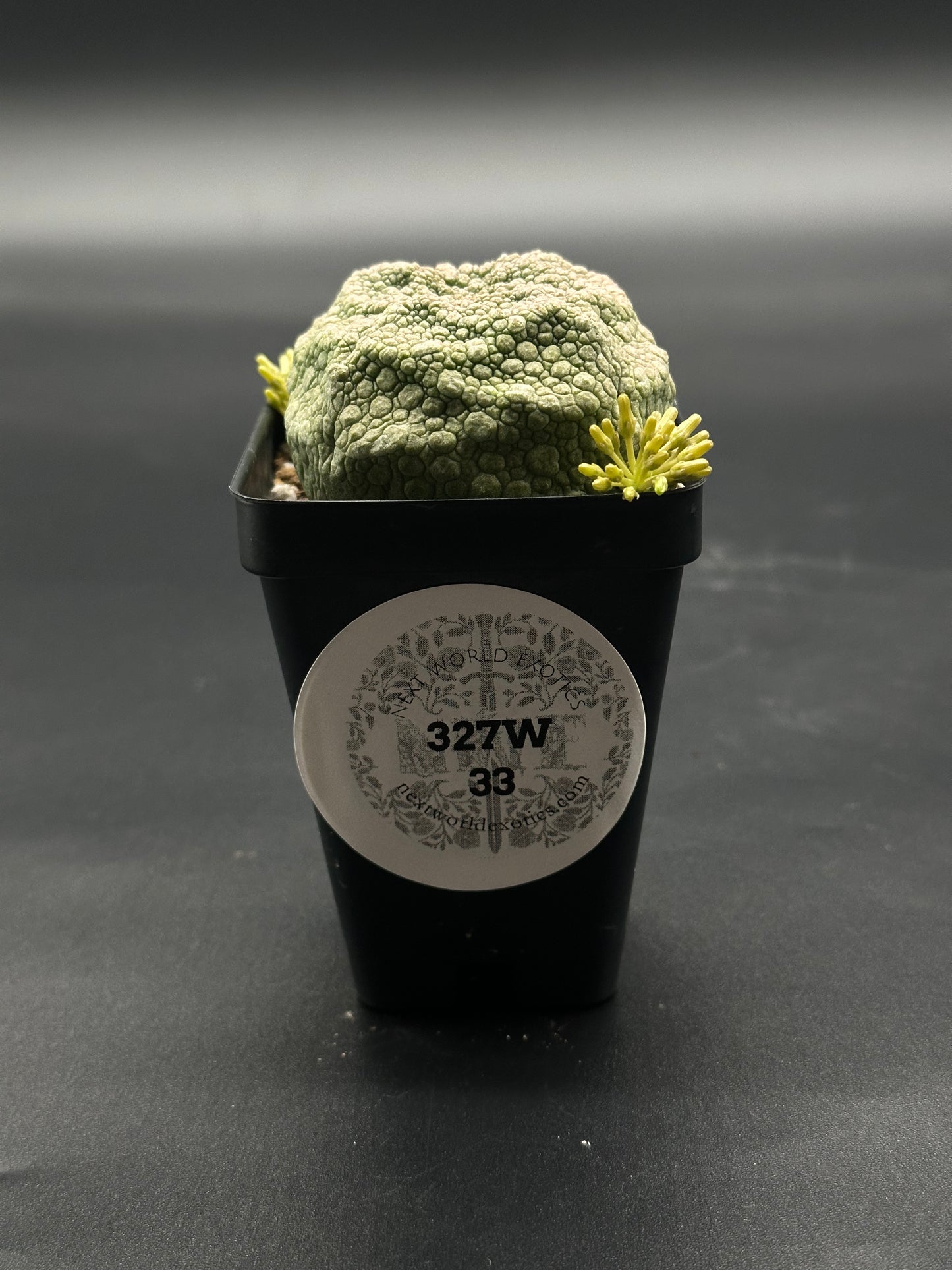 Pseudolithos Cubiformis (327W33) in a 2.5-inch pot, showcasing its unique textured surface and compact size, perfect for indoor plant enthusiasts.