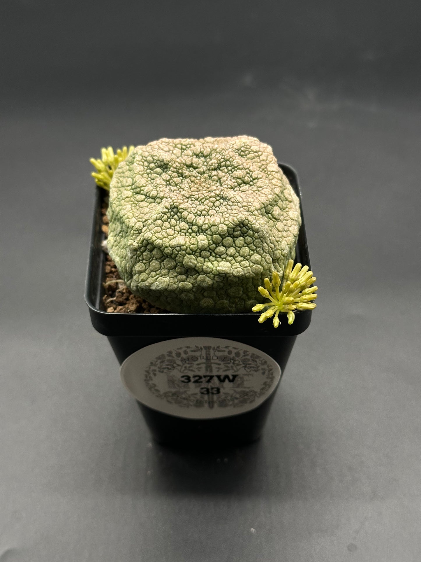 Pseudolithos Cubiformis in a 2.5-inch pot, showcasing its unique, textured surface, and distinctive cactus-like appearance, perfect for succulent enthusiasts.