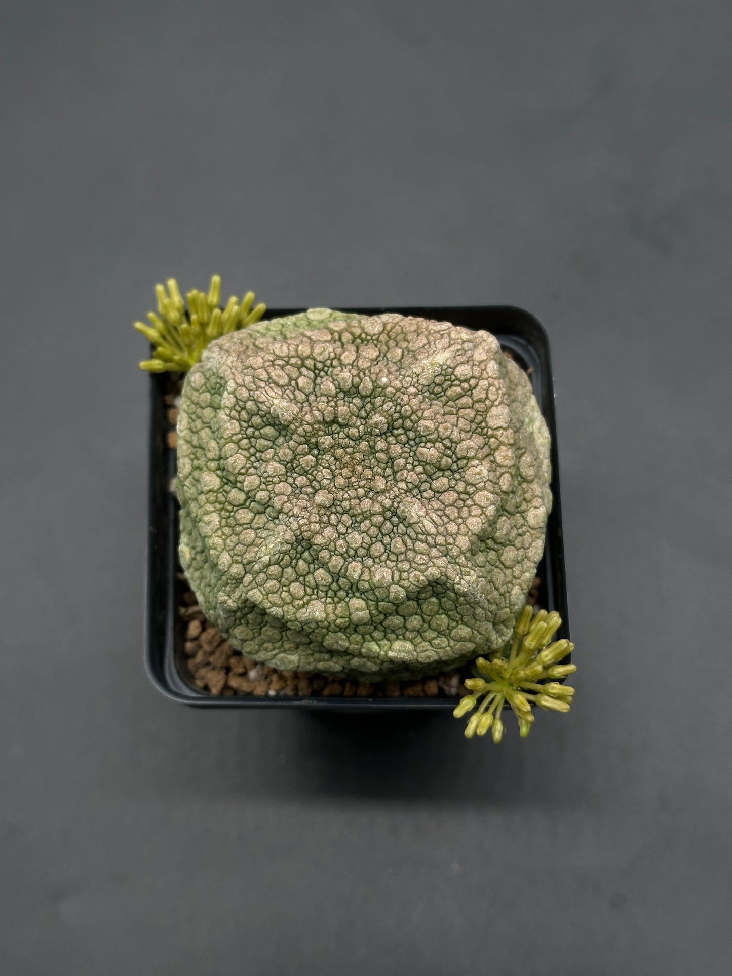 Pseudolithos Cubiformis in a 2.5-inch pot, showcasing its unique texture and cubic form, with close-up views highlighting its detailed structure.