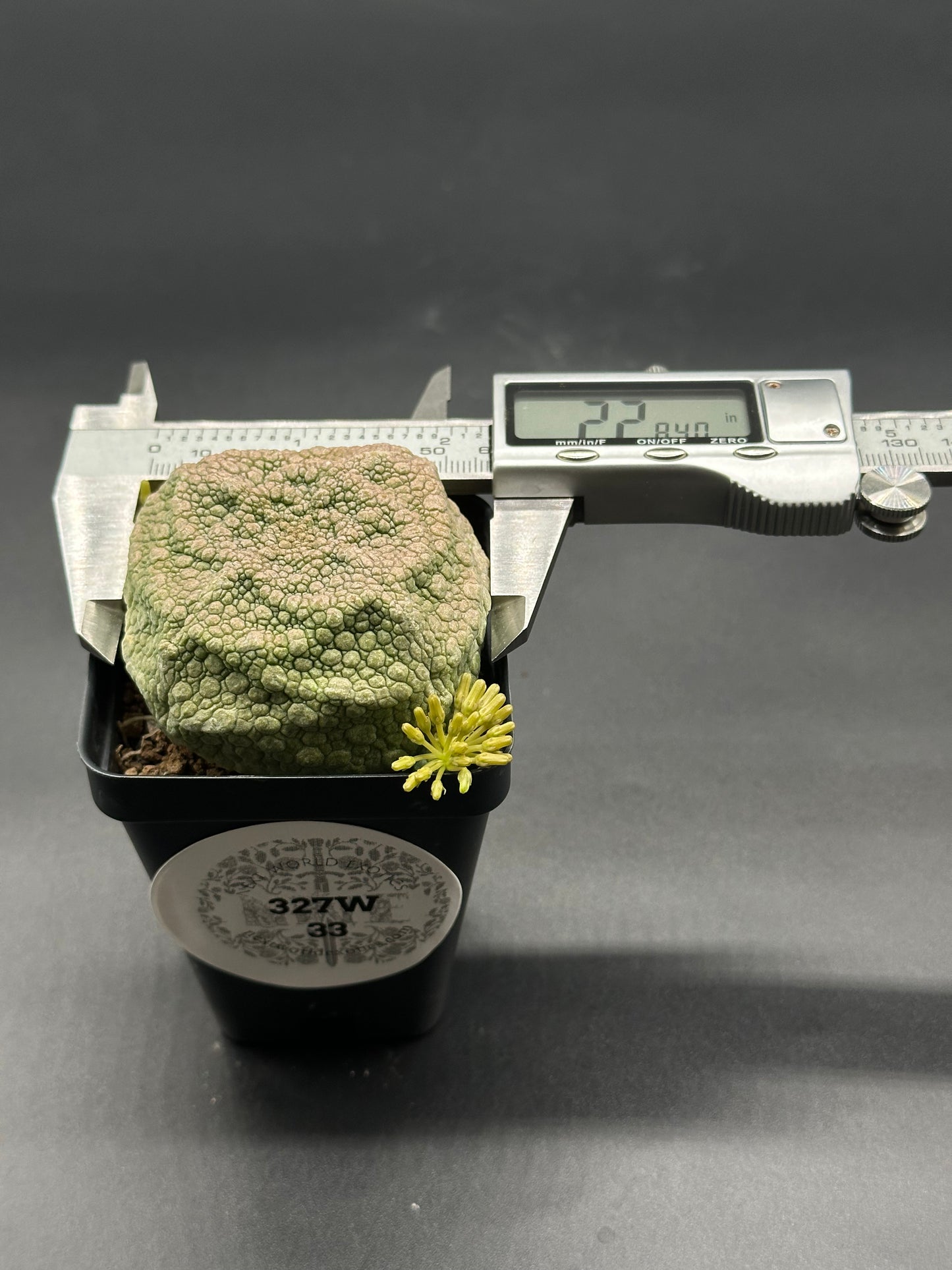 Pseudolithos Cubiformis (327W33) in a 2.5-inch pot with a measuring device, showcasing its unique texture and compact growth.