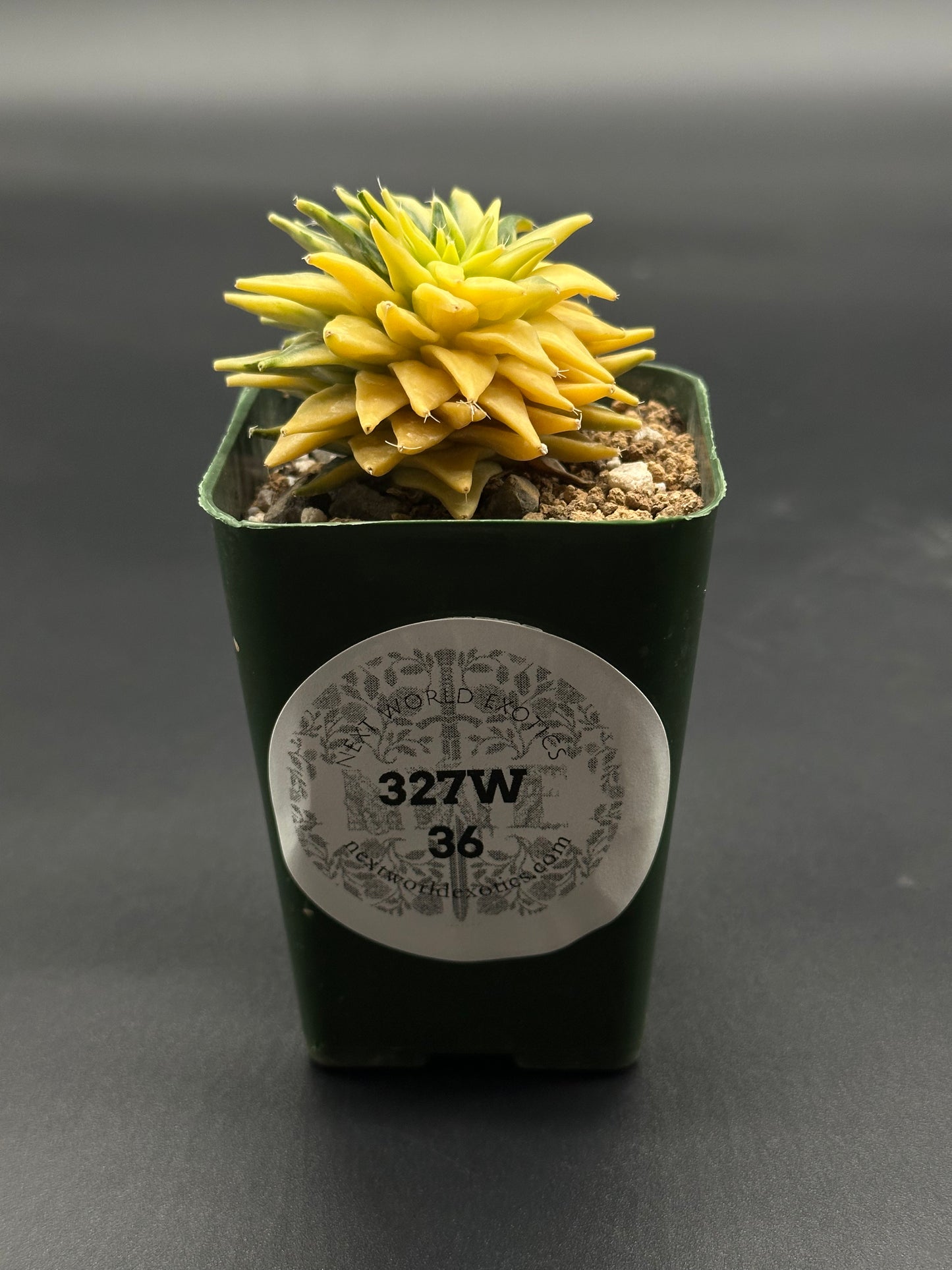 Obregonia Denegrii Variegated (327W36) in a small pot, showcasing its unique structure with a visible white label, ideal for exotic plant enthusiasts.