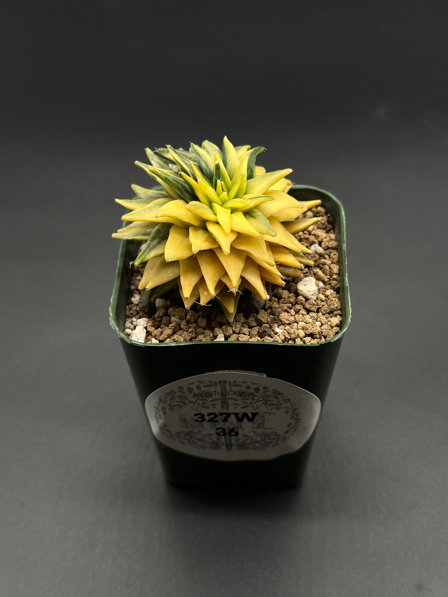Variegated Obregonia Denegrii in a small pot, featured as a rare houseplant from Next World Exotics, perfect for plant collectors.