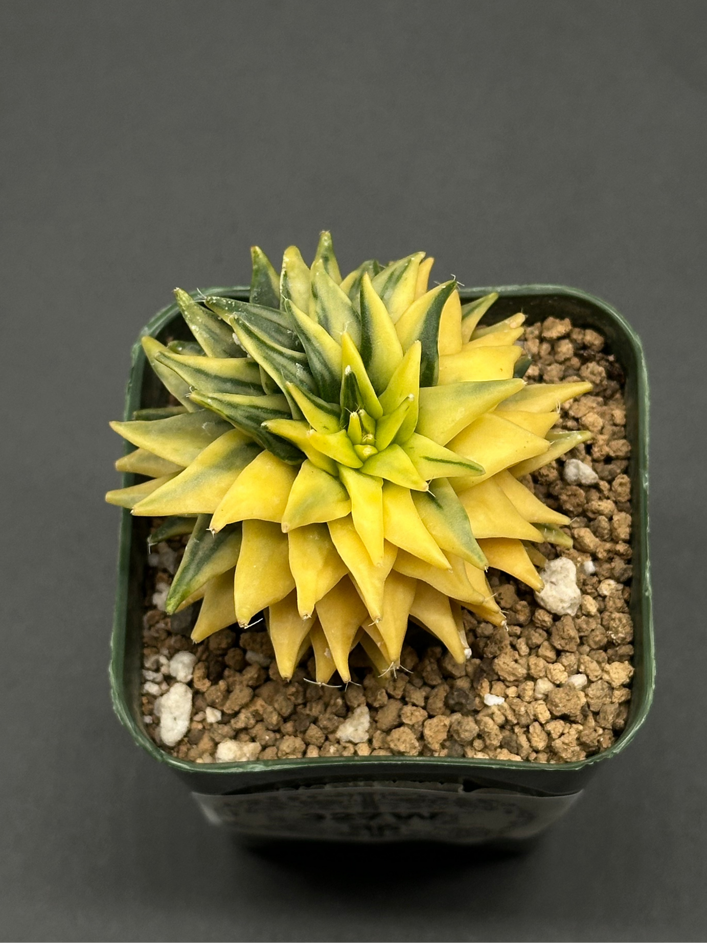 Obregonia Denegrii Variegated in a 2.25-inch pot, showcasing its unique variegated pattern, perfect for collectors of exotic houseplants.