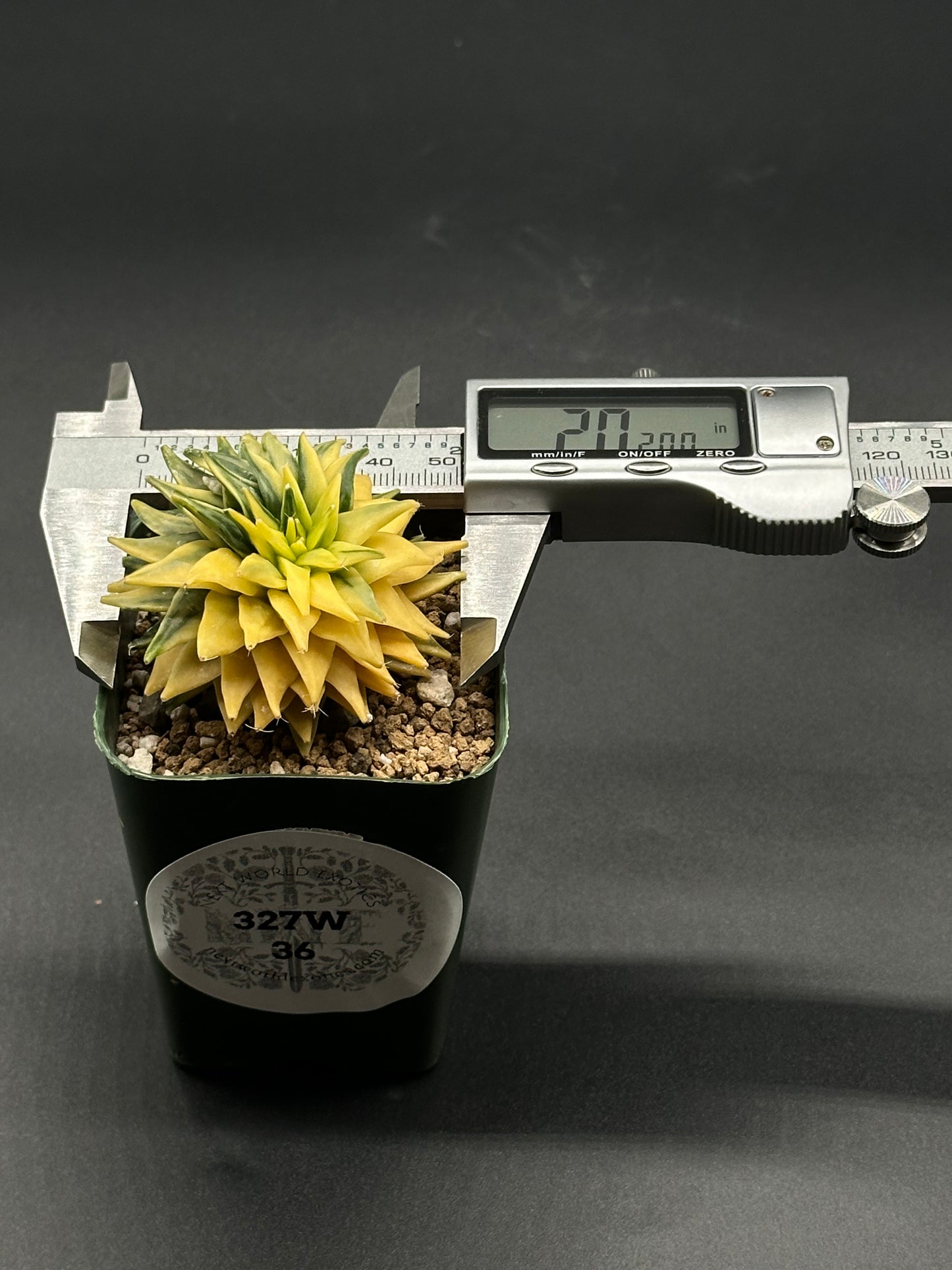 Obregonia Denegrii Variegated (327W36) in a 2.25-inch pot, with a caliper measuring the plant, showcasing its unique structure.