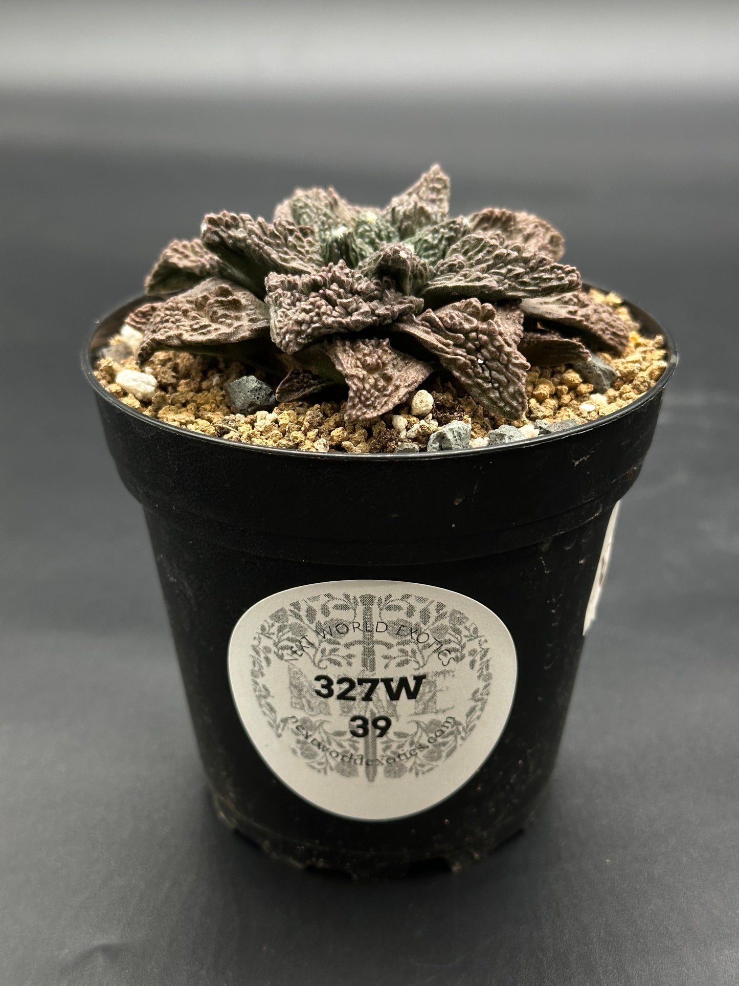Ariocarpus Fissuratus cv. 'Godzilla' in a 2-inch pot, showcasing its distinctive textured surface and intricate patterns, accompanied by a labeled sticker.