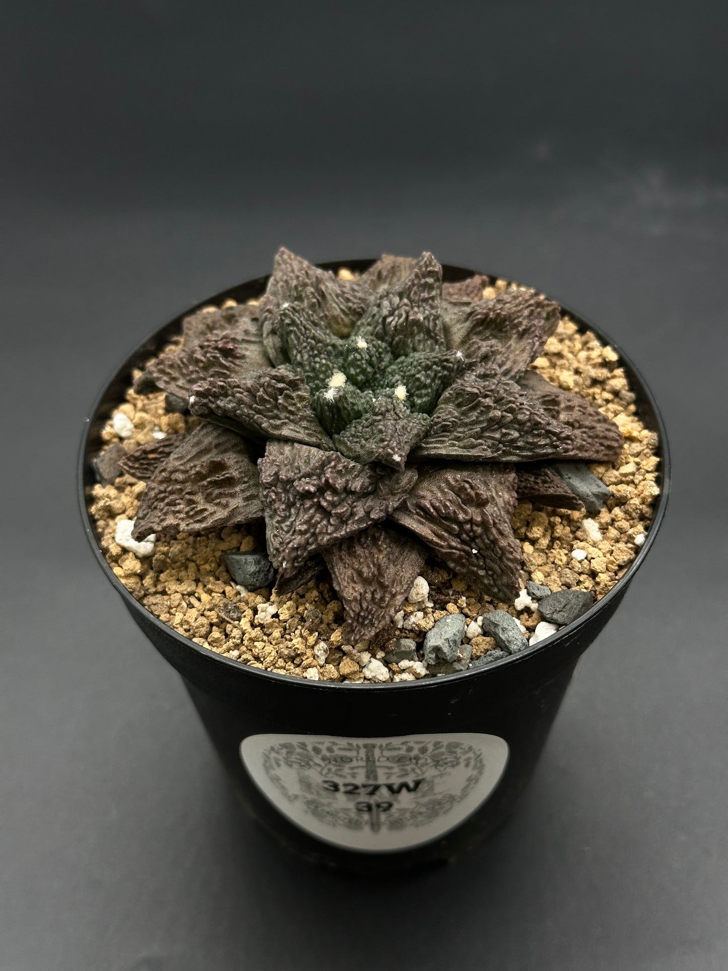 Ariocarpus Fissuratus cv. 'Godzilla' in a 2-inch pot, featuring a heavily-textured surface and intricate tuberculate pattern, with a sticker on top.