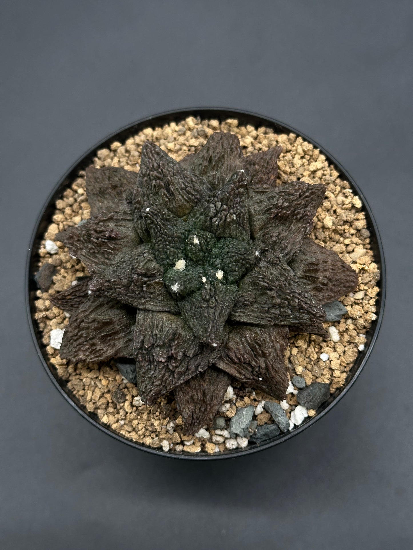 Ariocarpus Fissuratus cv. 'Godzilla' (327W39) in a 2-inch pot, showcasing its distinctive textured surface and intricate tuberculate pattern.