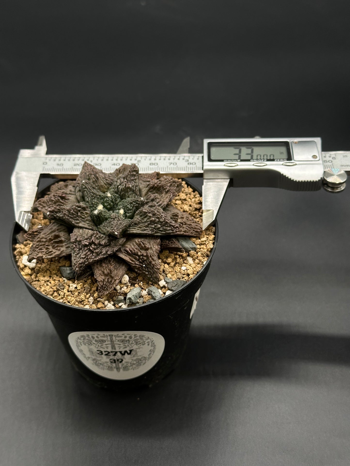 Ariocarpus Fissuratus cv. 'Godzilla' in a 2-inch pot, showcasing its distinctive textured surface with a measuring device beside it.