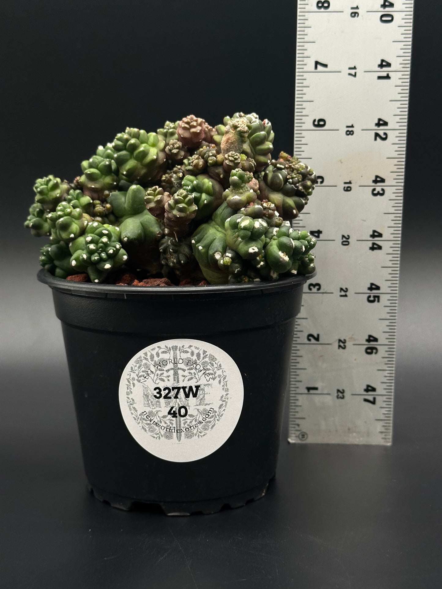 Gymnocalycium Monstrose 'Transformer' cactus in a 4-inch pot, shown with a ruler for scale, ideal for exotic plant collectors.