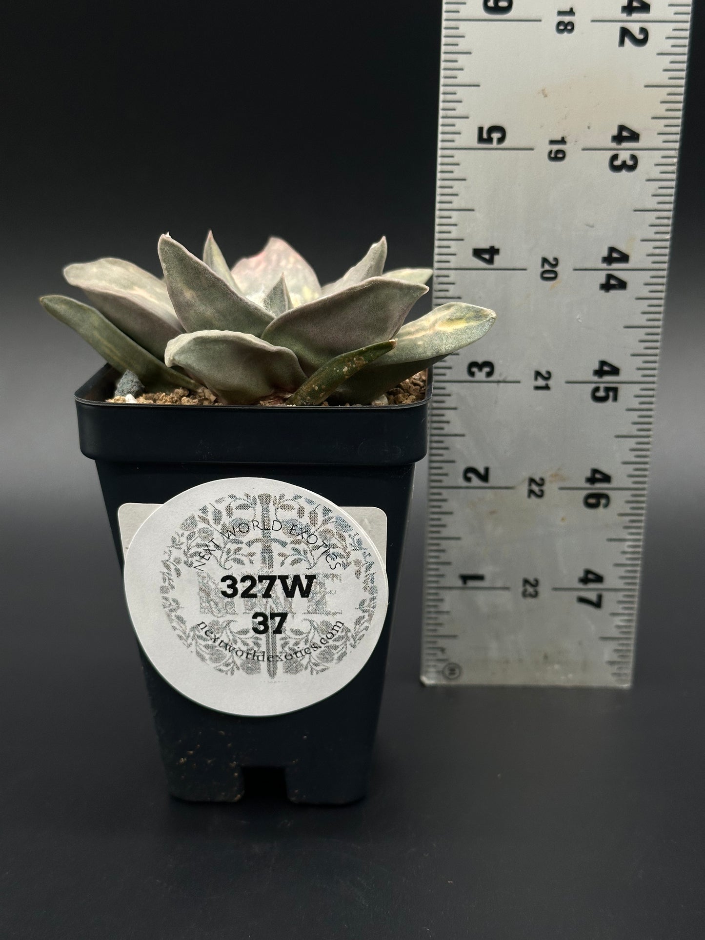 Ariocarpus Retusus Variegated (327W37) in a 2.5-inch pot, next to a ruler, showcasing its star-shaped tubercles and intricate rosette pattern.