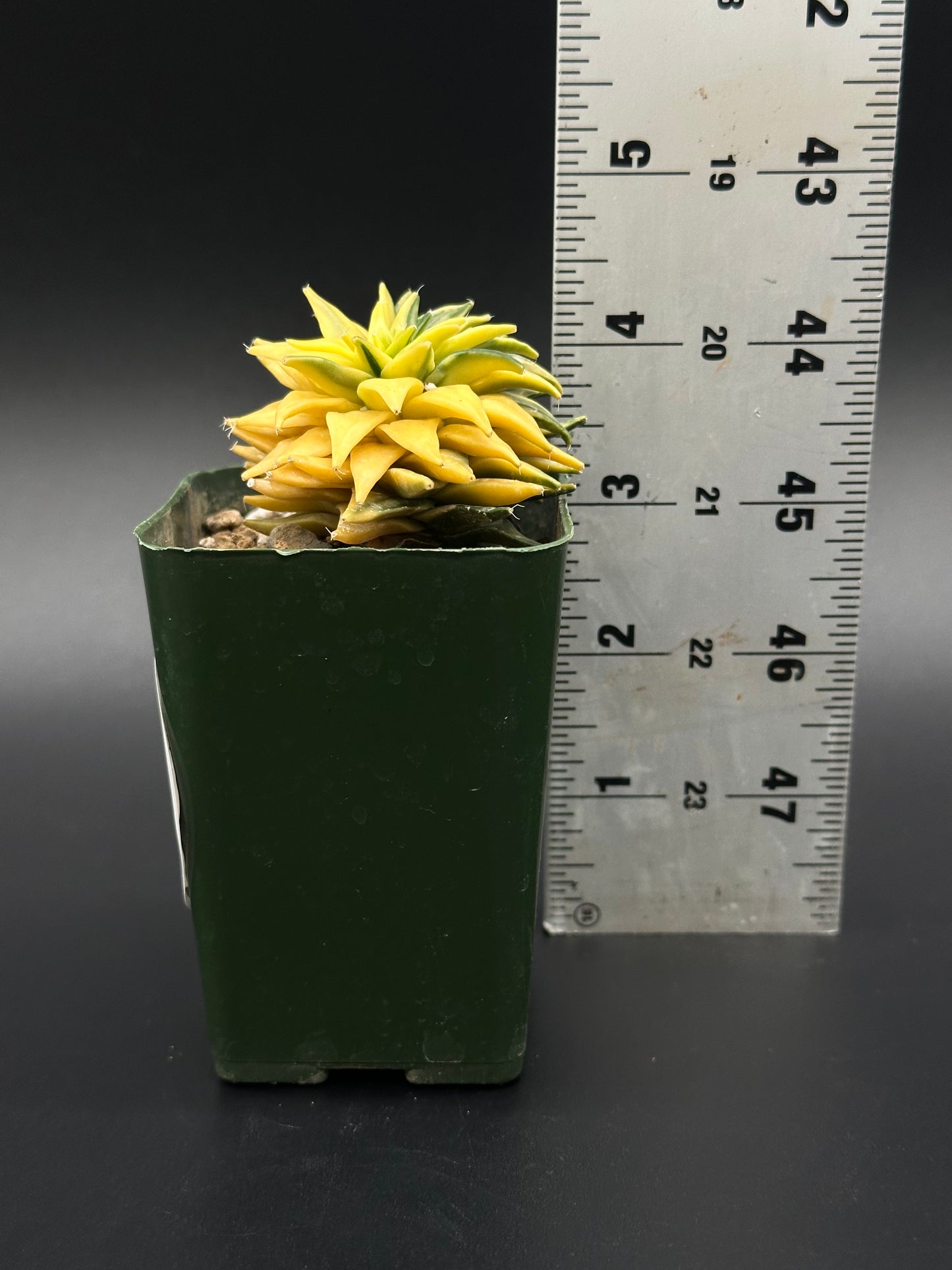 Obregonia Denegrii Variegated cactus in 2.25-inch pot beside ruler, showcasing its compact size and unique pattern. Perfect for exotic plant enthusiasts.