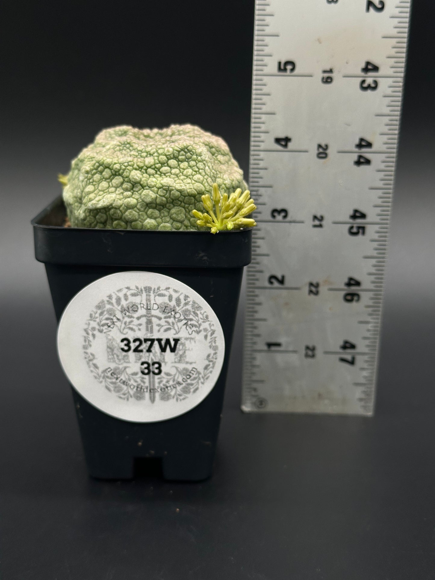 Pseudolithos Cubiformis in a 2.5-inch pot next to a ruler, showcasing its textured surface and unique shape.