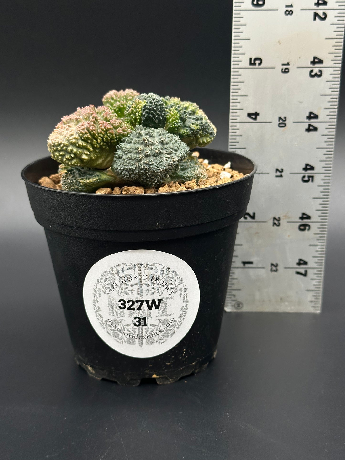 Ariocarpus Fissuratus cv. 'Godzilla' Hybrid Variegated GRAFT (327W31) in a 4-inch pot beside a ruler, showcasing its distinctive tuberculate pattern.