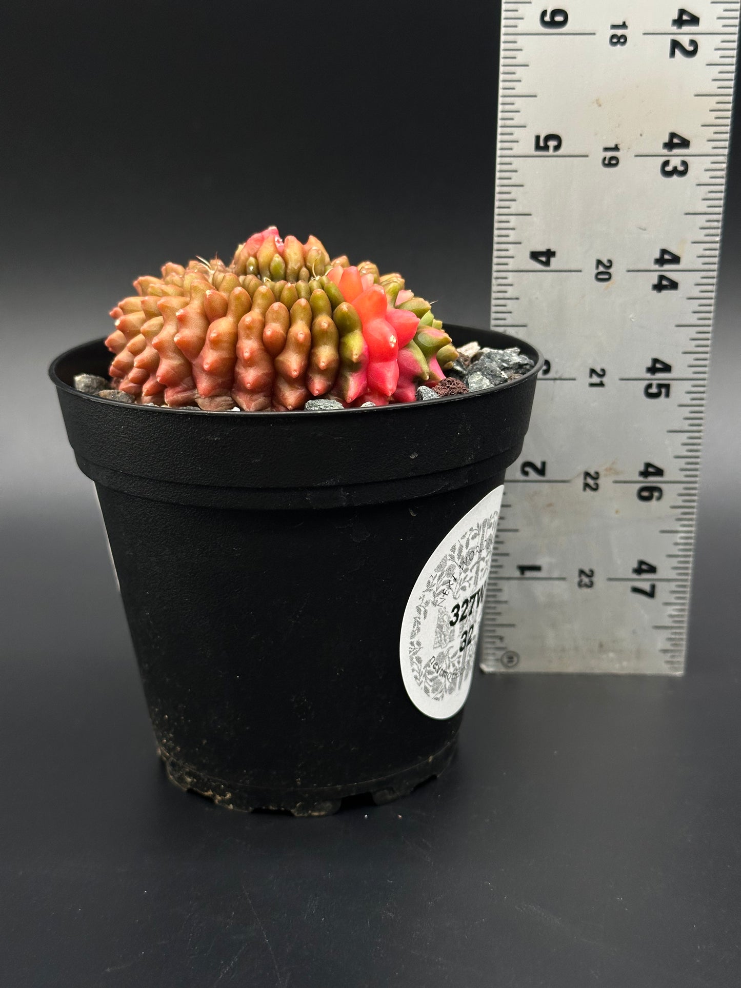Gymnocalycium Mihanovichii Inermis Cristata Variegated in a 4-inch pot beside a ruler, showcasing its unique crested form and variegation.