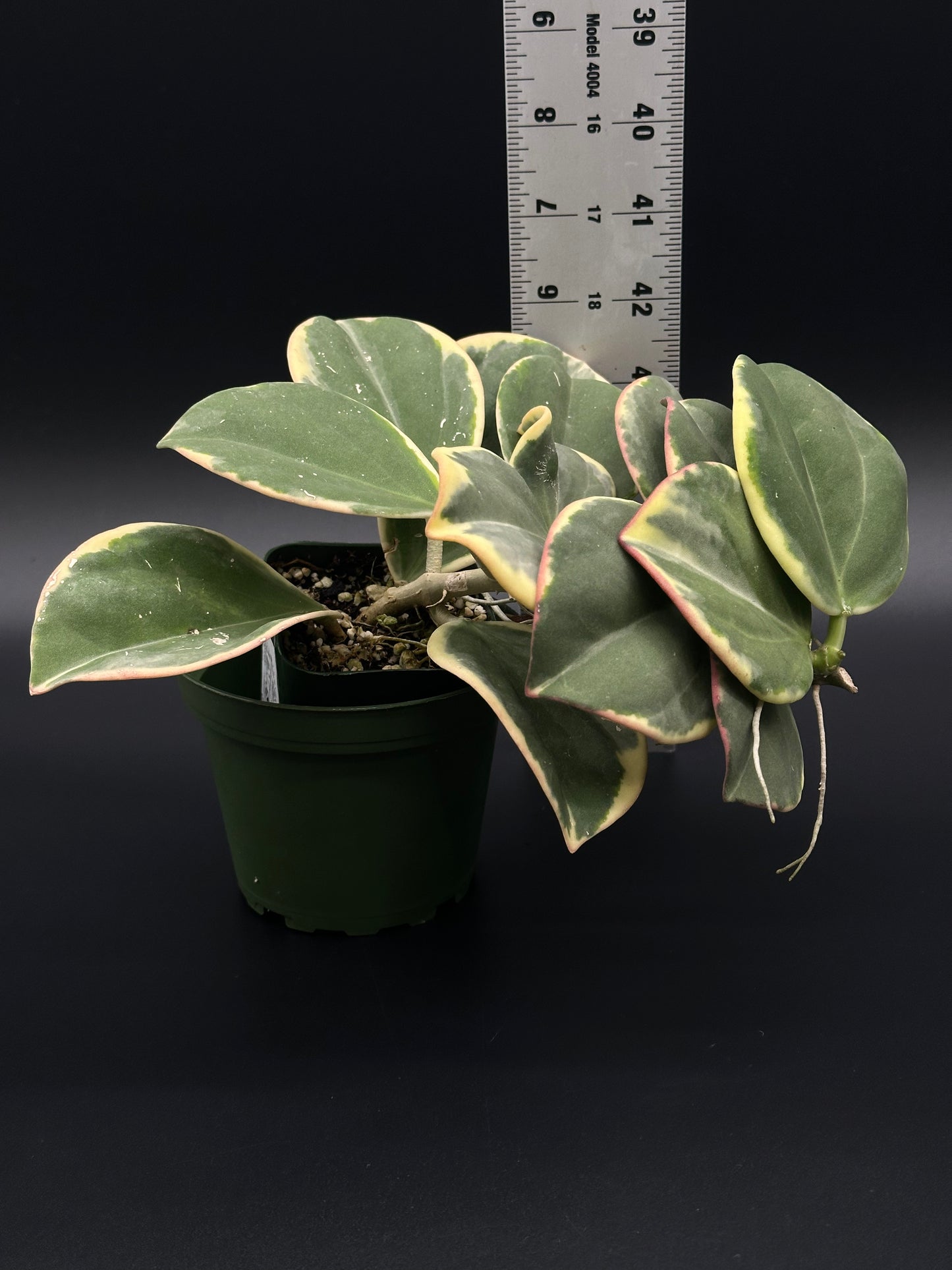 Hoya Subquintuplinervis 'Long Leaf' Albomarginata in a 4-inch pot, showcasing elongated leaves with white edges, accompanied by a ruler for scale.