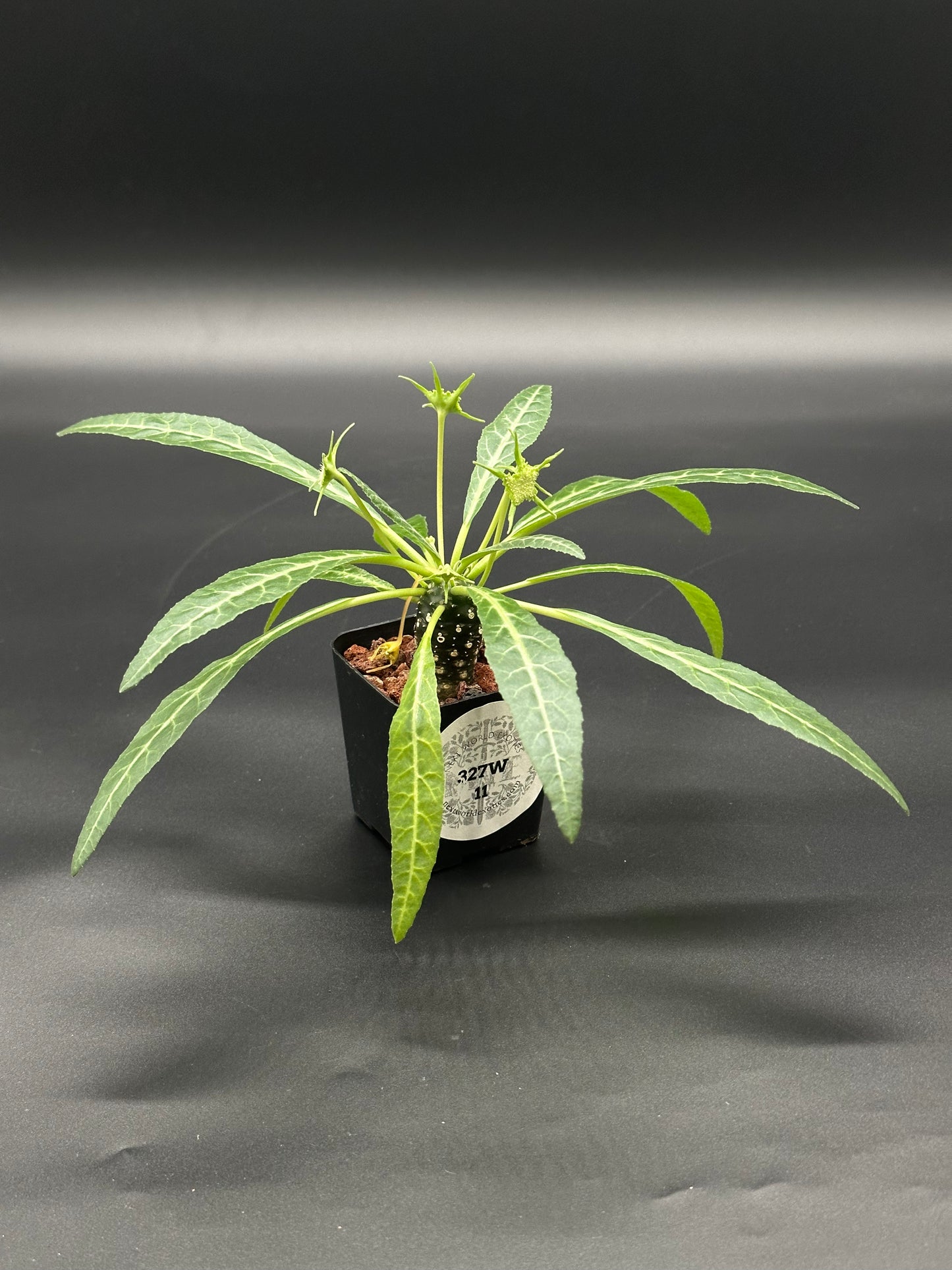 Dorstenia Lancifolia in a 2.25-inch pot, showcasing its unique foliage, part of Next World Exotics' rare houseplant collection. Ideal for collectors and enthusiasts.