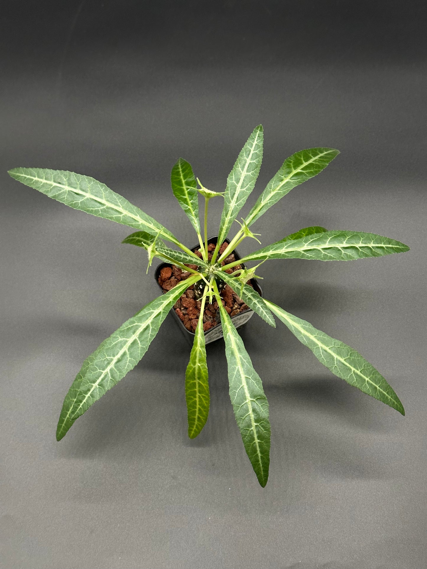 Dorstenia lancifolia in a 2.25-inch pot, showcasing lush green leaves, ideal for collectors seeking rare tropical houseplants.